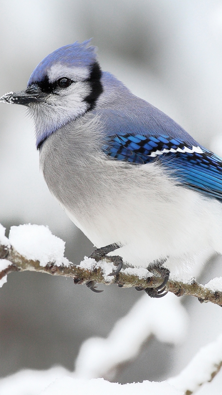 Handy-Wallpaper Tiere, Vögel, Vogel, Blauhäher kostenlos herunterladen.