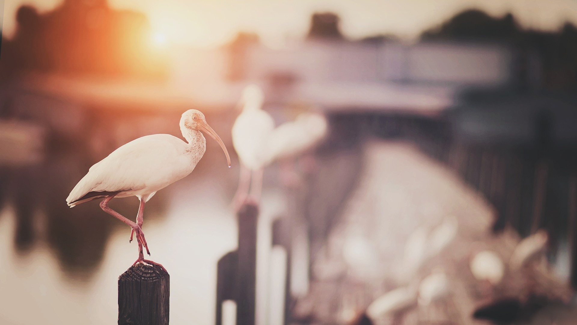 Téléchargez gratuitement l'image Animaux, Oiseau, Des Oiseaux sur le bureau de votre PC