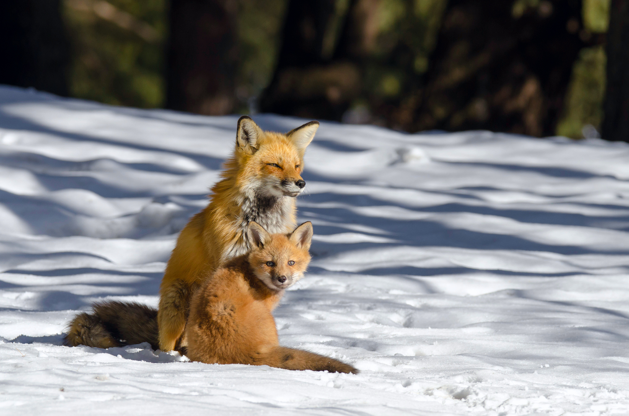 Download mobile wallpaper Winter, Snow, Fox, Animal, Baby Animal for free.