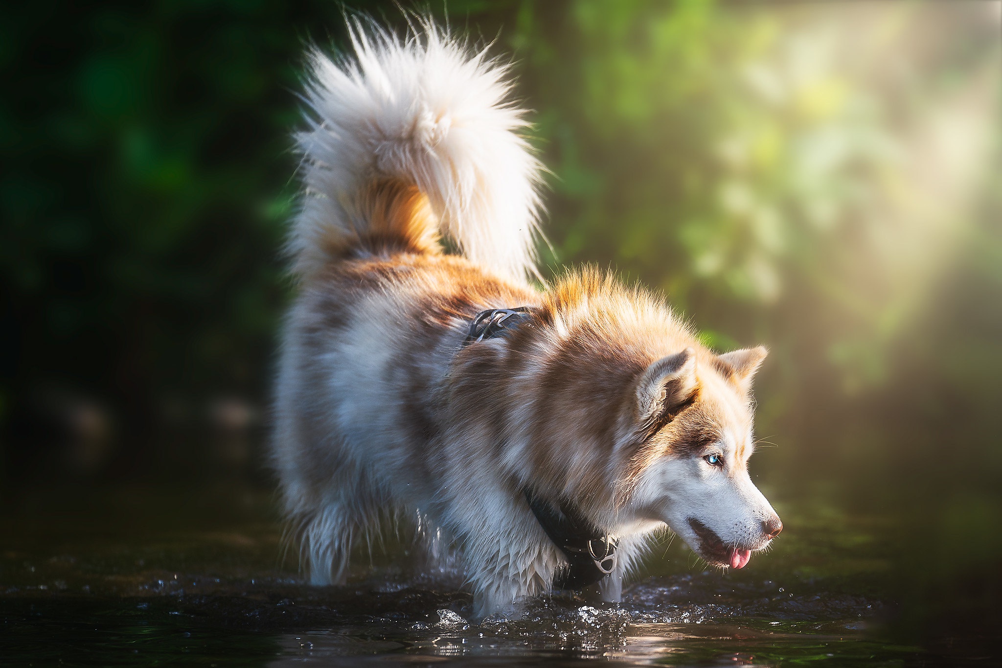 Download mobile wallpaper Dogs, Dog, Animal, Husky for free.