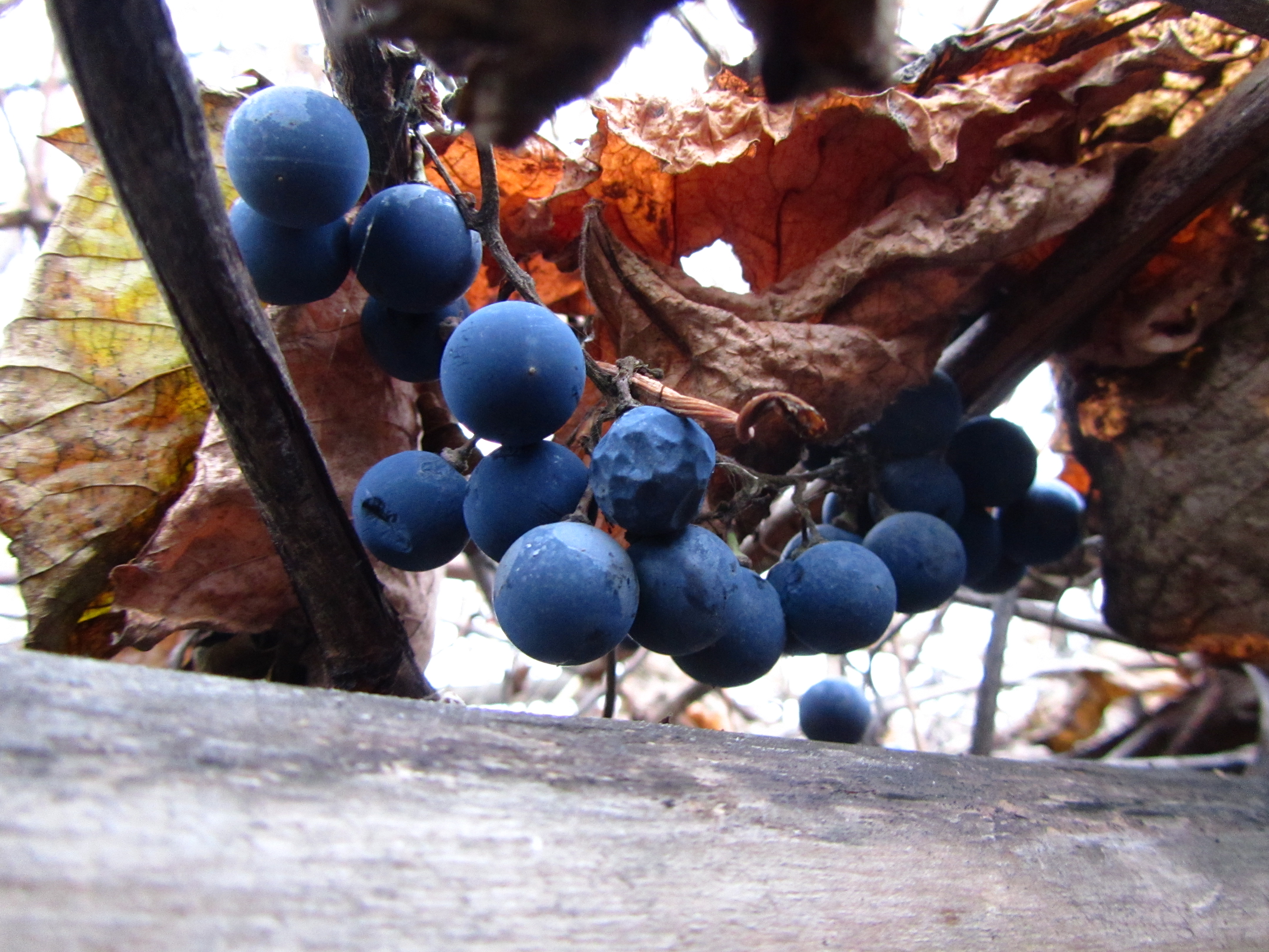 Baixe gratuitamente a imagem Comida, Uvas na área de trabalho do seu PC