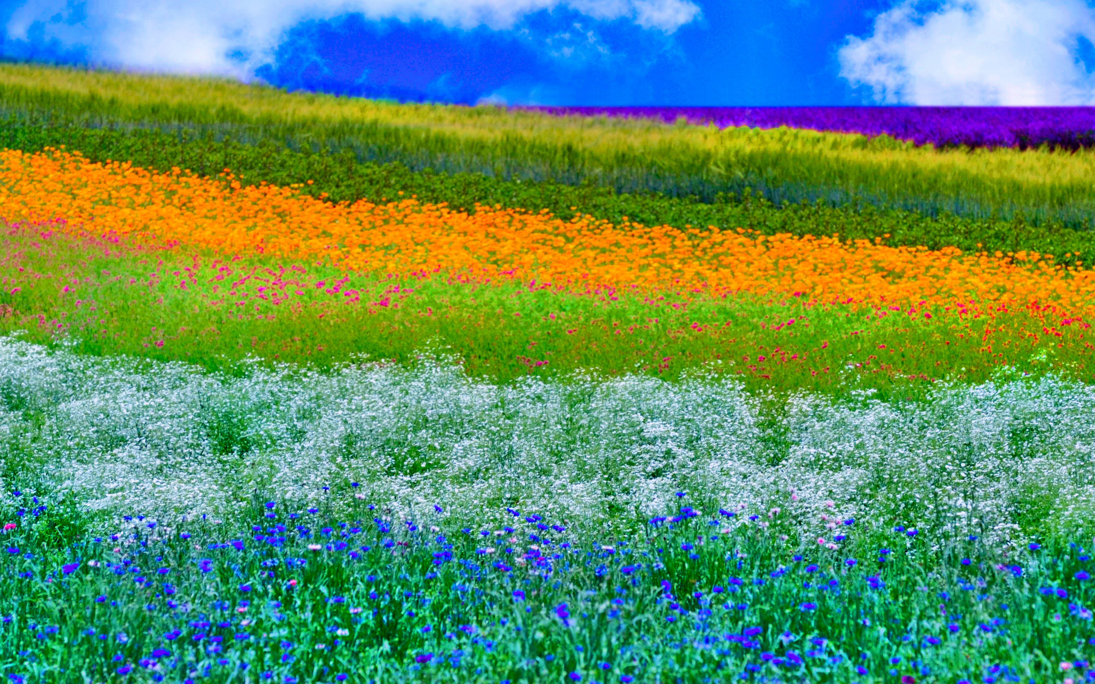1495341 télécharger l'image la nature, printemps, terre/nature, coloré, prairie - fonds d'écran et économiseurs d'écran gratuits