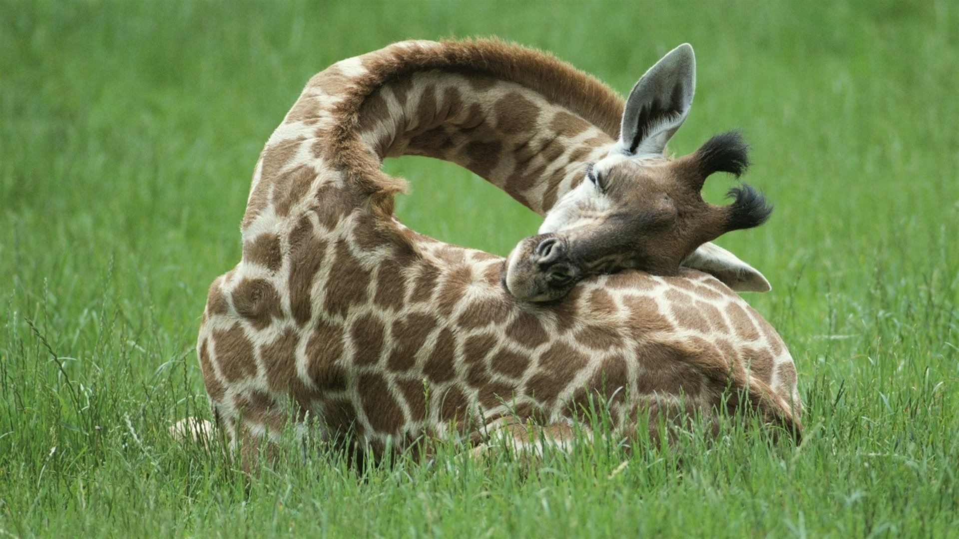 645425 Bild herunterladen tiere, giraffe - Hintergrundbilder und Bildschirmschoner kostenlos