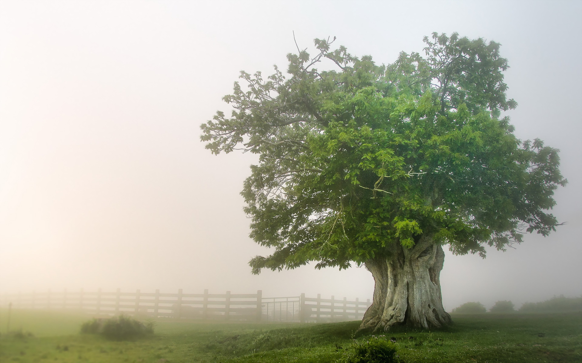 686707 Bildschirmschoner und Hintergrundbilder Nebel auf Ihrem Telefon. Laden Sie  Bilder kostenlos herunter