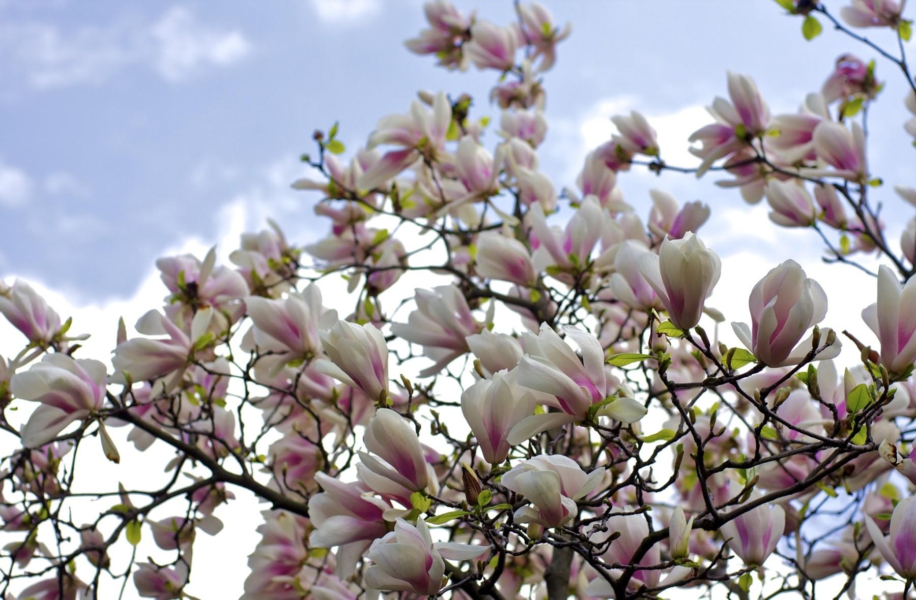 Download mobile wallpaper Bush, Branches, Flowering, Bloom, Magnolia, Sky, Flowers for free.