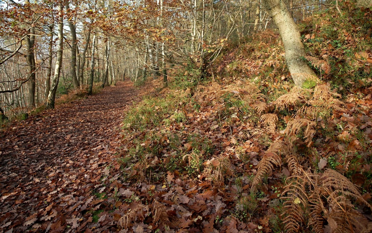 Laden Sie das Wald, Erde/natur-Bild kostenlos auf Ihren PC-Desktop herunter