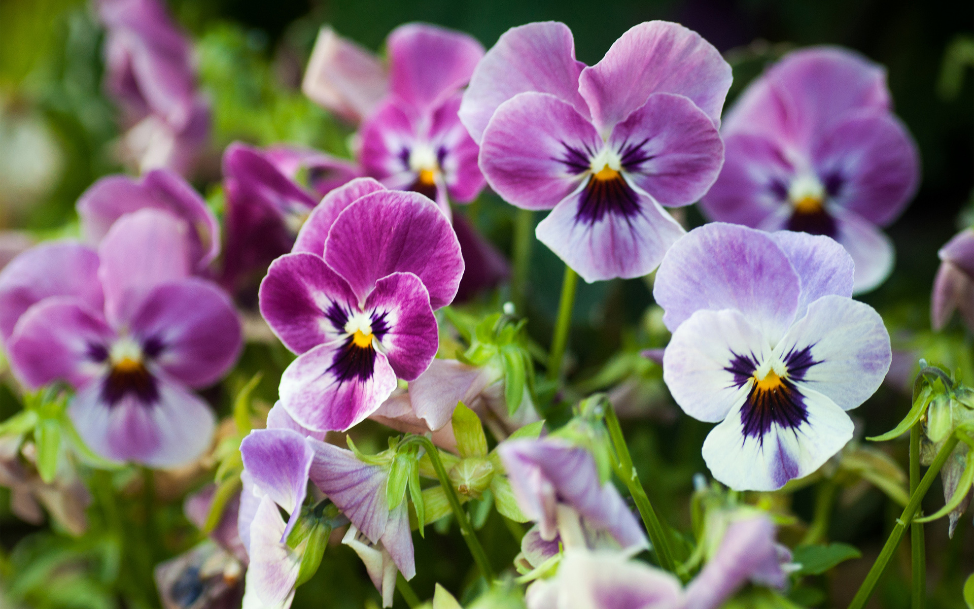 Descarga gratis la imagen Flores, Flor, Tierra/naturaleza, Viola × Wittrockiana en el escritorio de tu PC