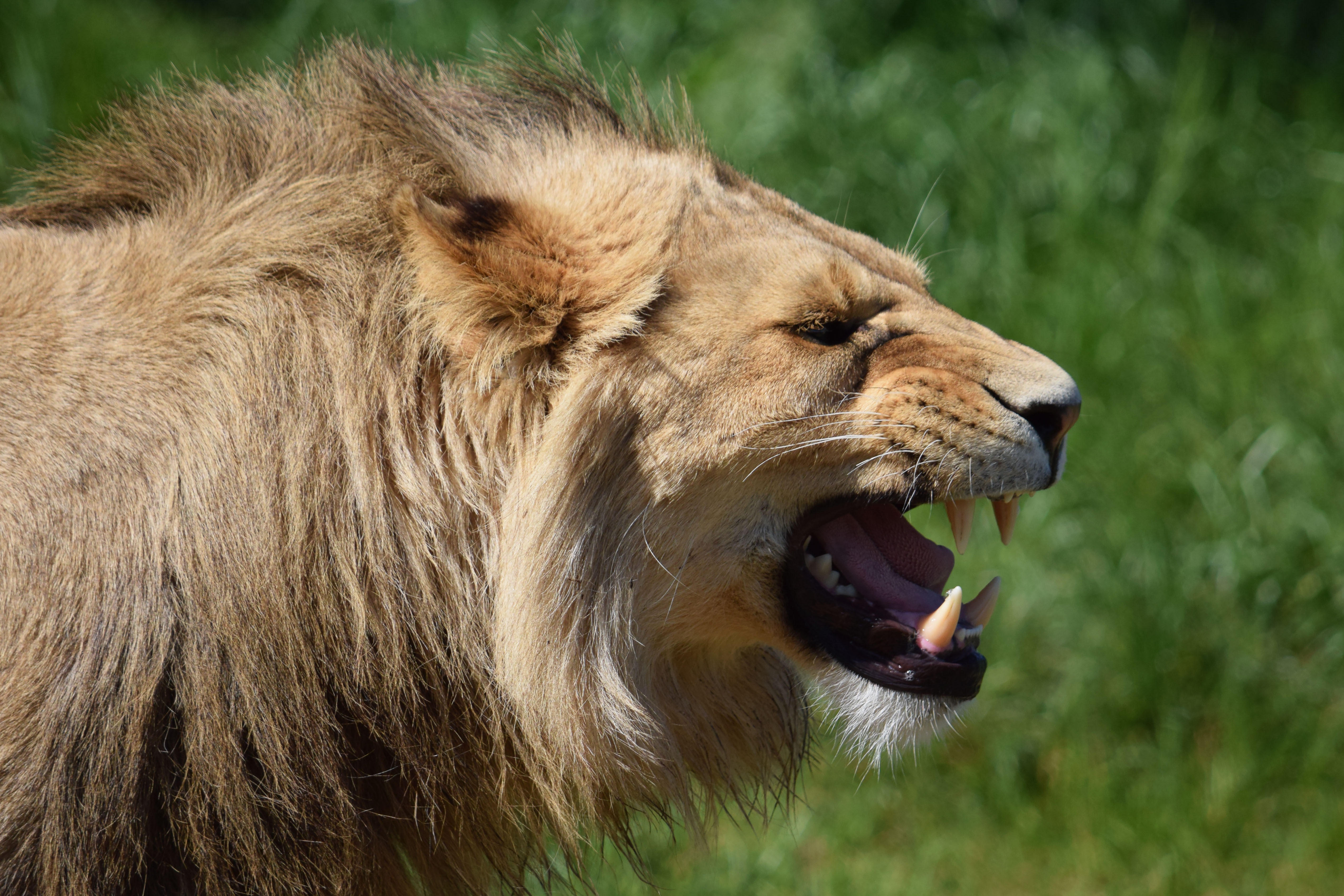 Descarga gratuita de fondo de pantalla para móvil de Animales, Gatos, León.