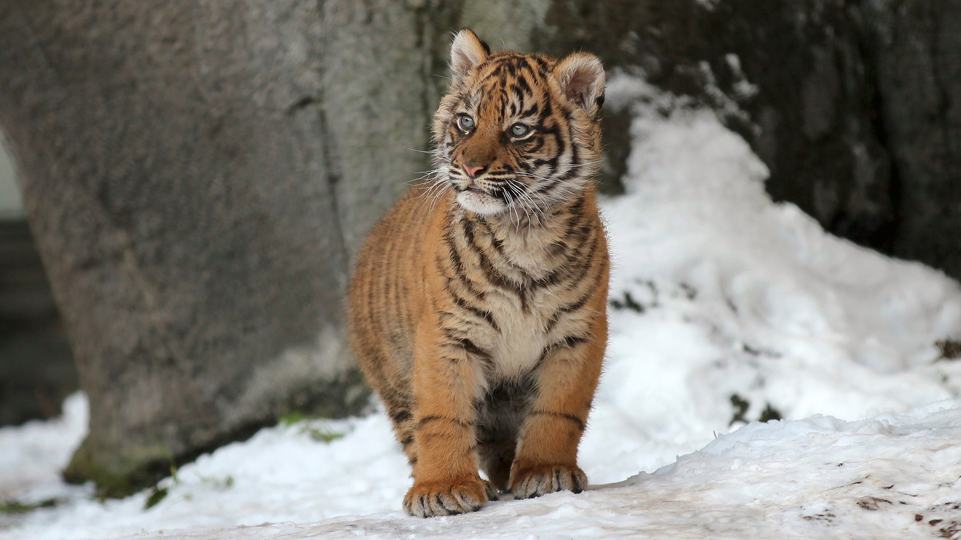 Handy-Wallpaper Tiere, Katzen, Schnee, Tiger, Jungtier kostenlos herunterladen.