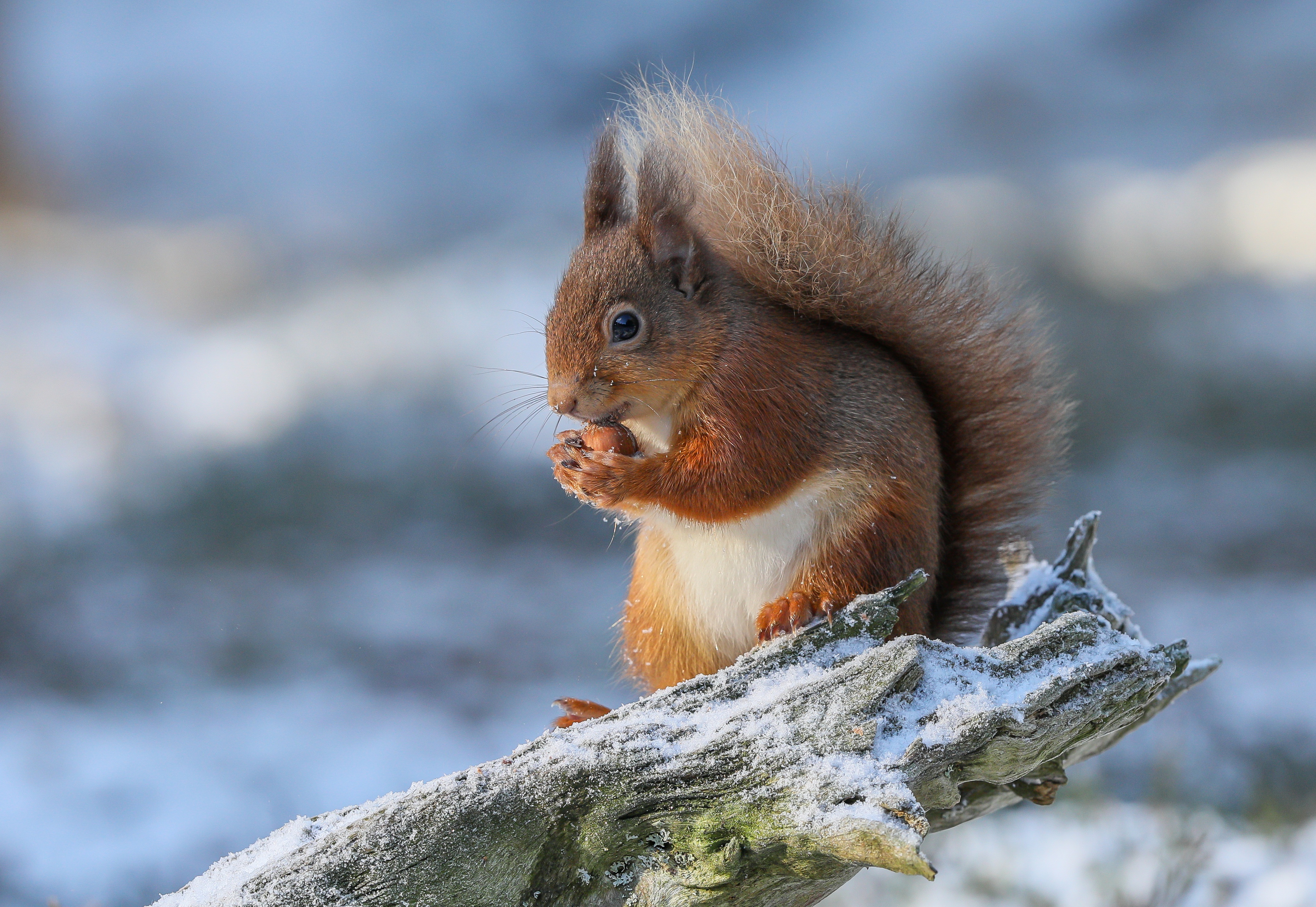 Download mobile wallpaper Squirrel, Animal, Rodent for free.