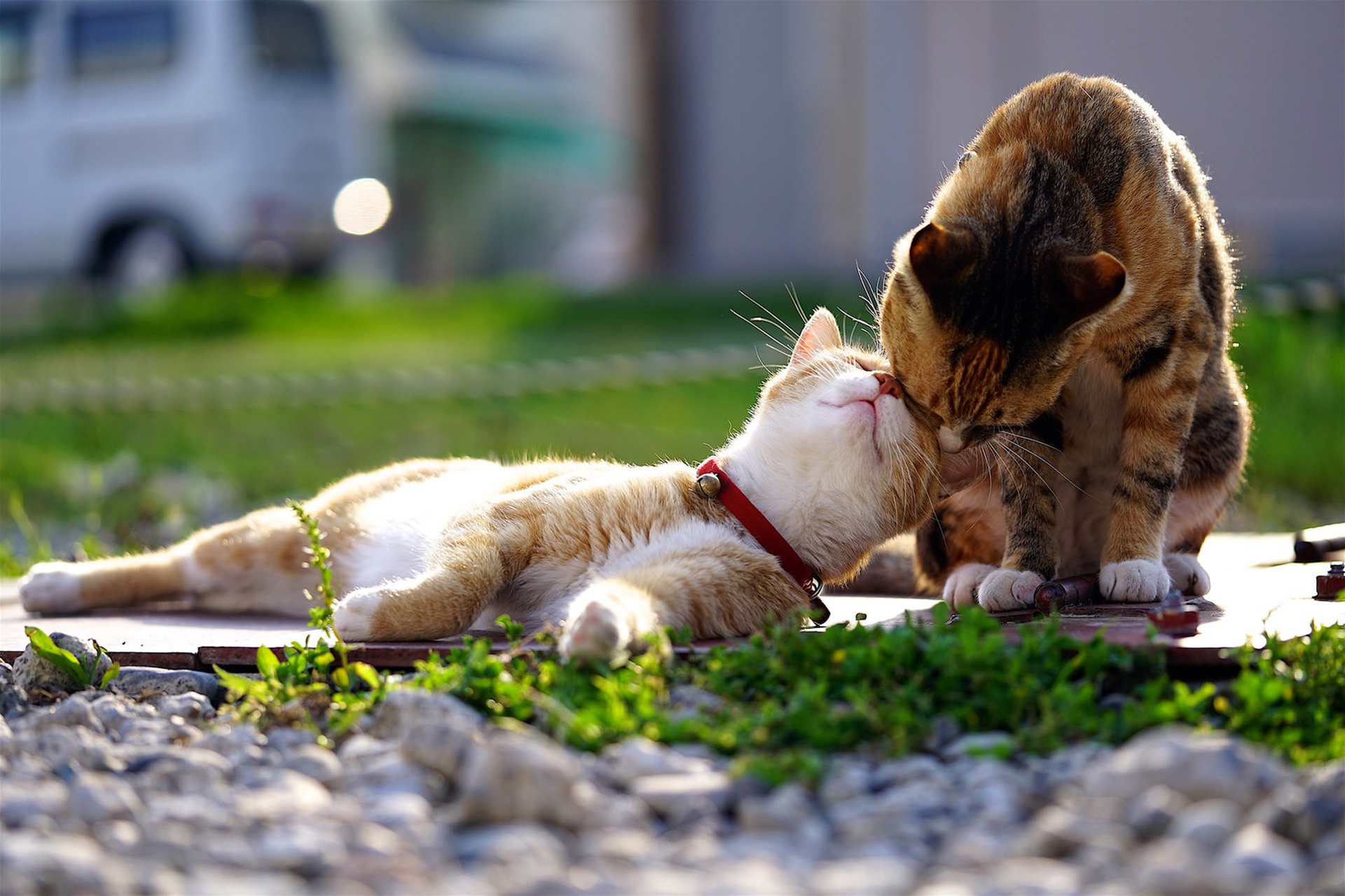 Handy-Wallpaper Tiere, Katzen, Liebe, Katze, Tiefenschärfe kostenlos herunterladen.