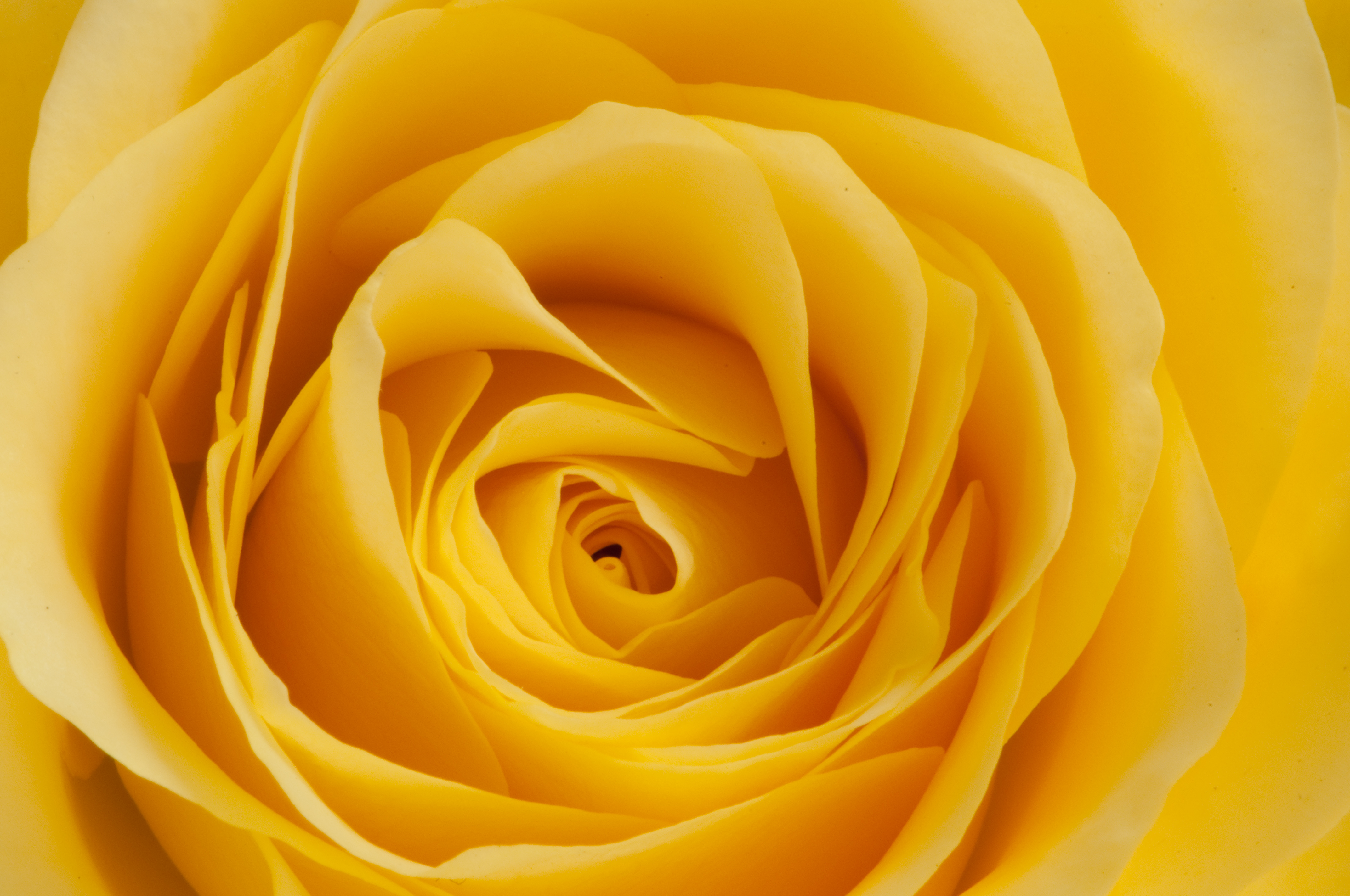 yellow, rose flower, petals, flowers, macro, rose, bud