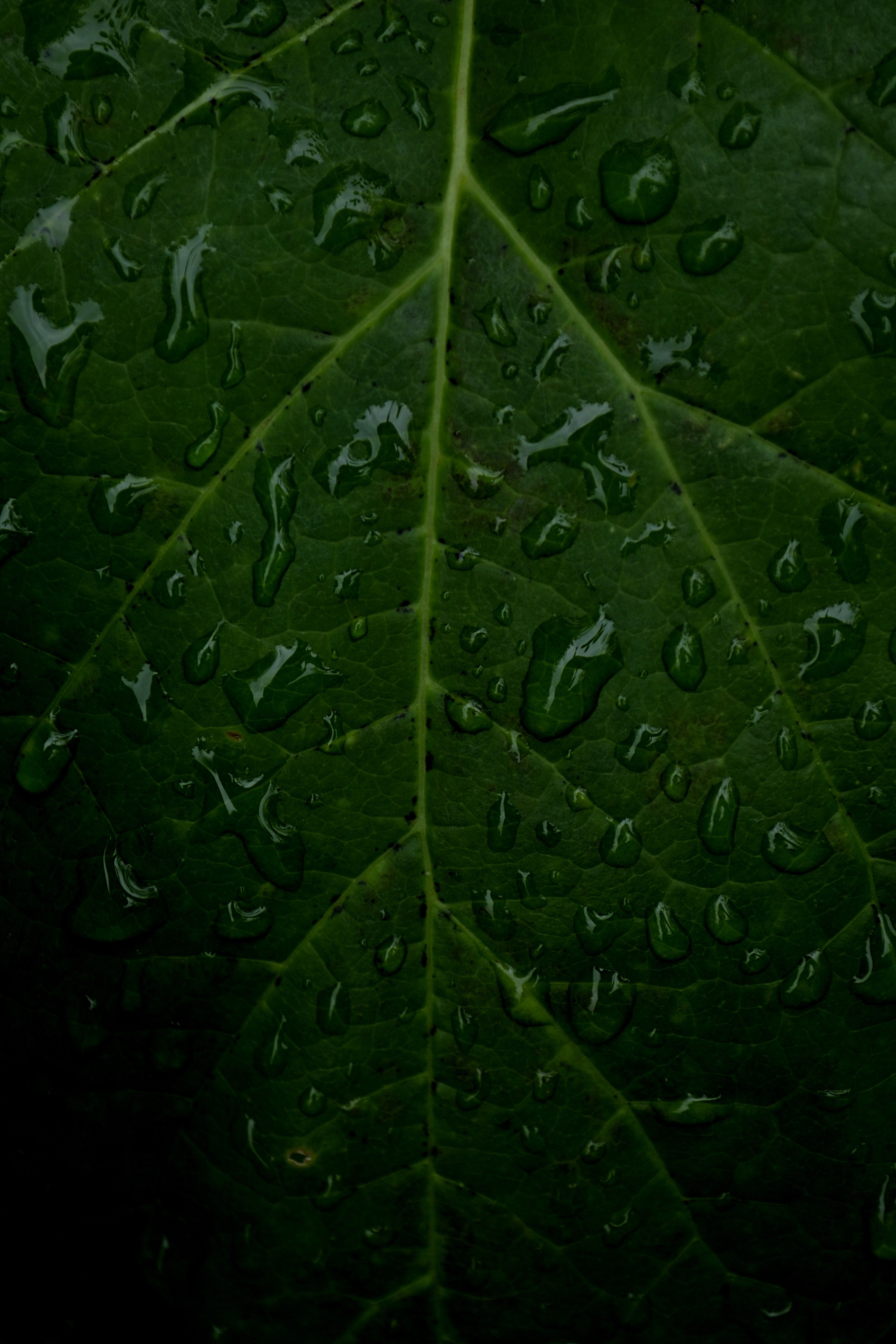 drops, water, macro, sheet, leaf, veins
