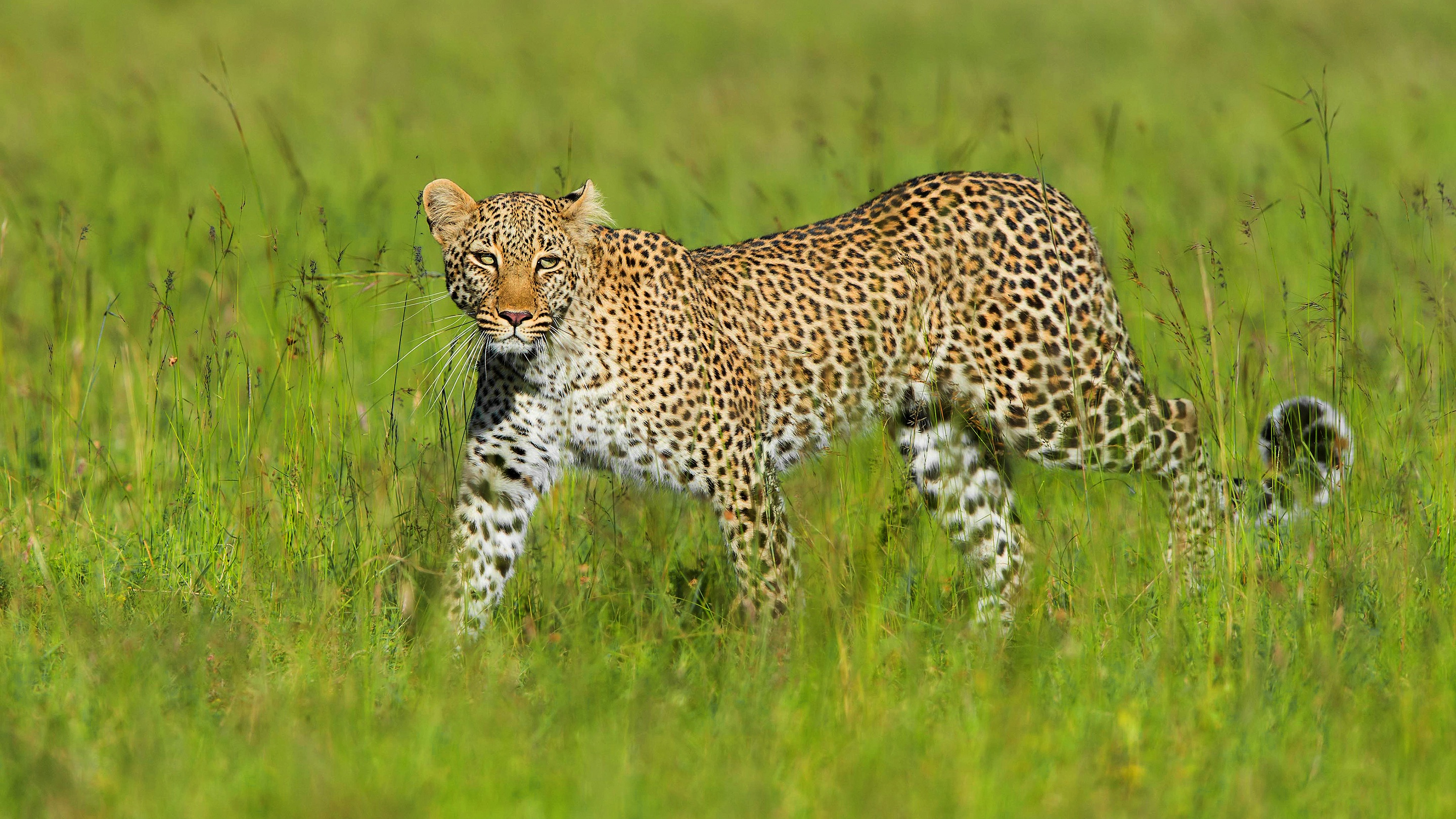 Descarga gratuita de fondo de pantalla para móvil de Animales, Gatos, Leopardo.