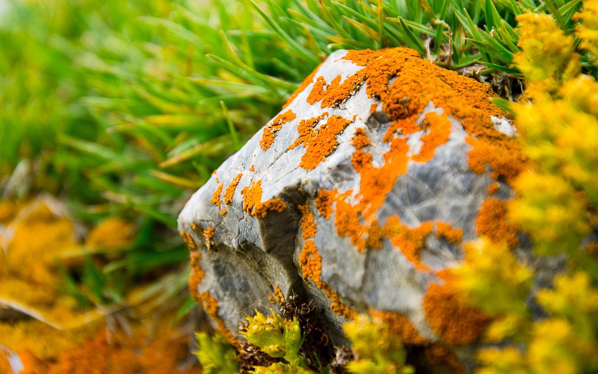 moss, grass, green, orange, rock, macro, stone