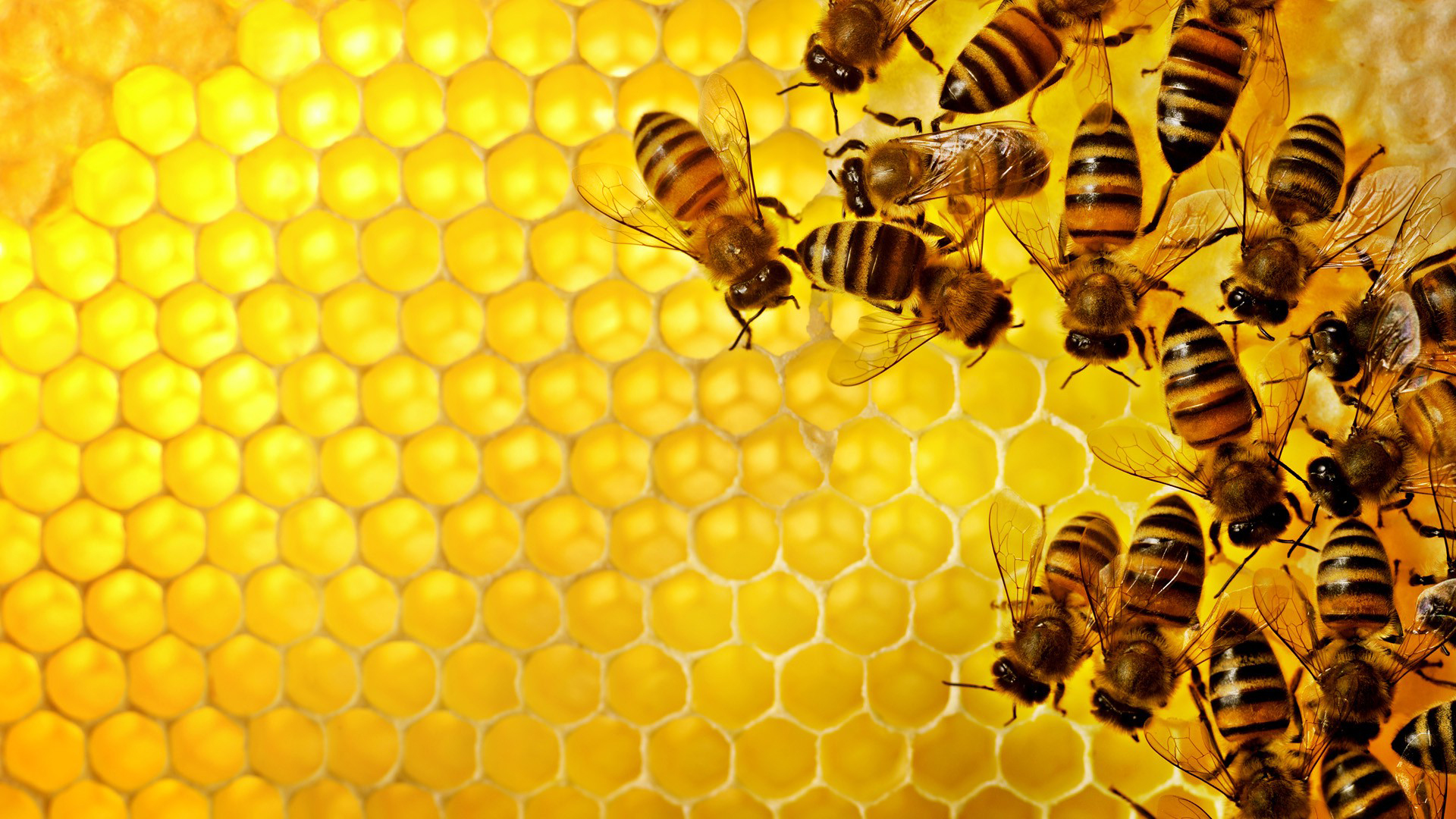 243021 descargar fondo de pantalla insectos, animales, abeja: protectores de pantalla e imágenes gratis