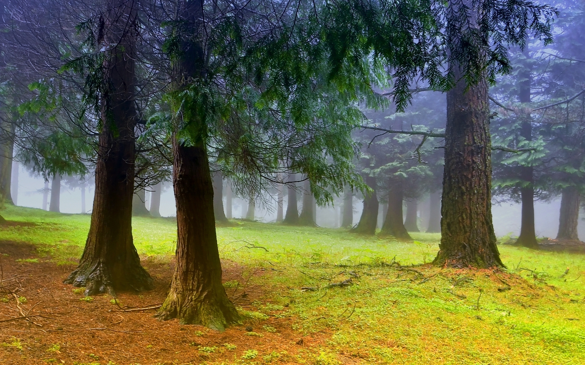 Free download wallpaper Forest, Tree, Fog, Earth on your PC desktop