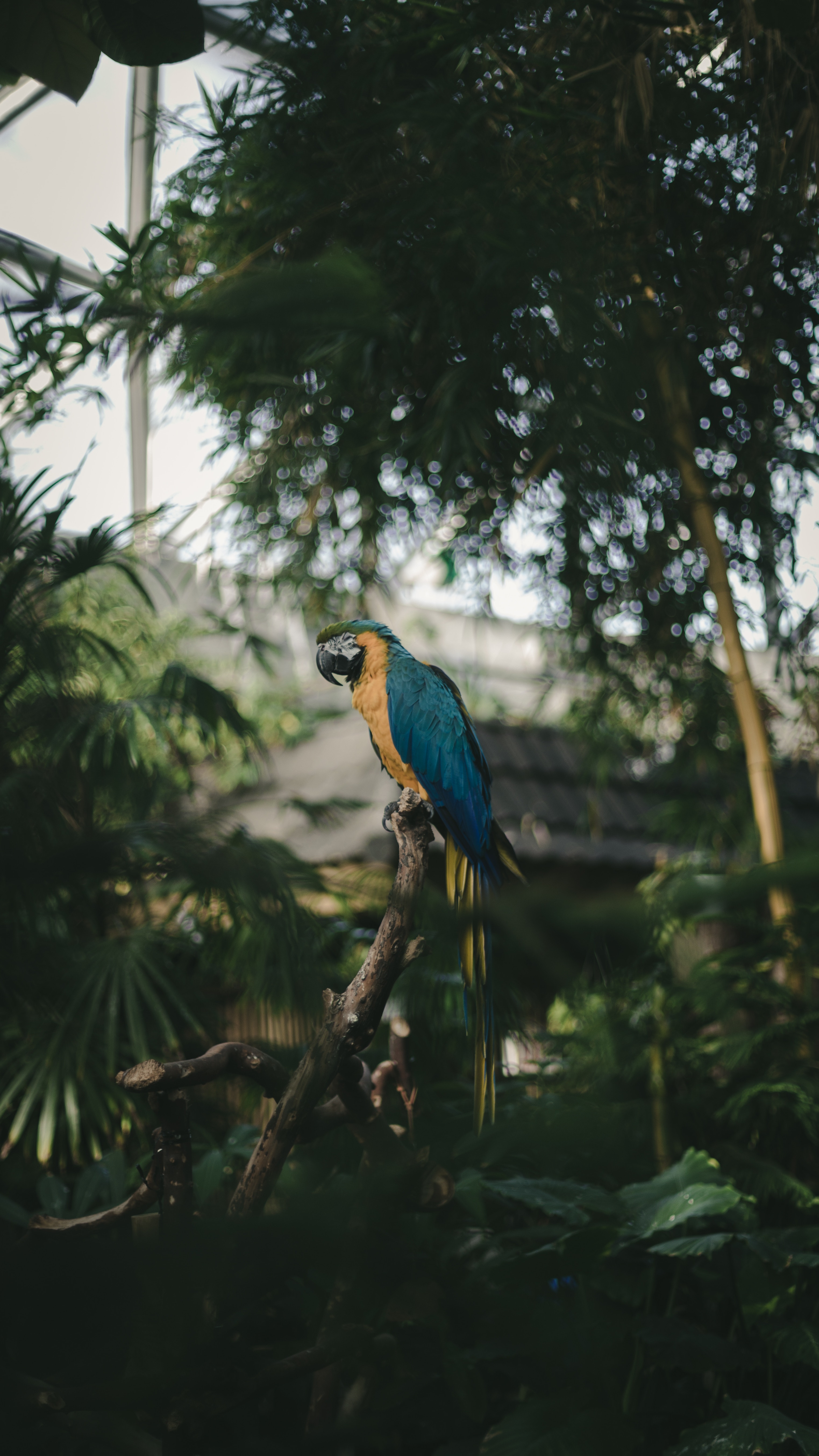 jungle, coloured, parrots, color, animals, bird, palms, tropics, macaw HD wallpaper