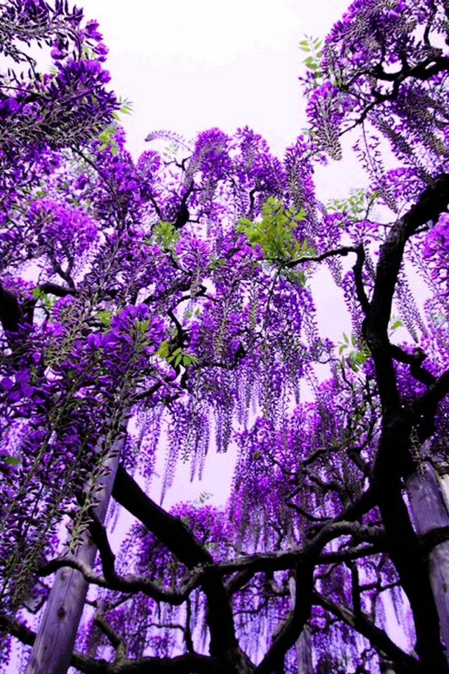 Download mobile wallpaper Flowers, Tree, Earth, Wisteria for free.