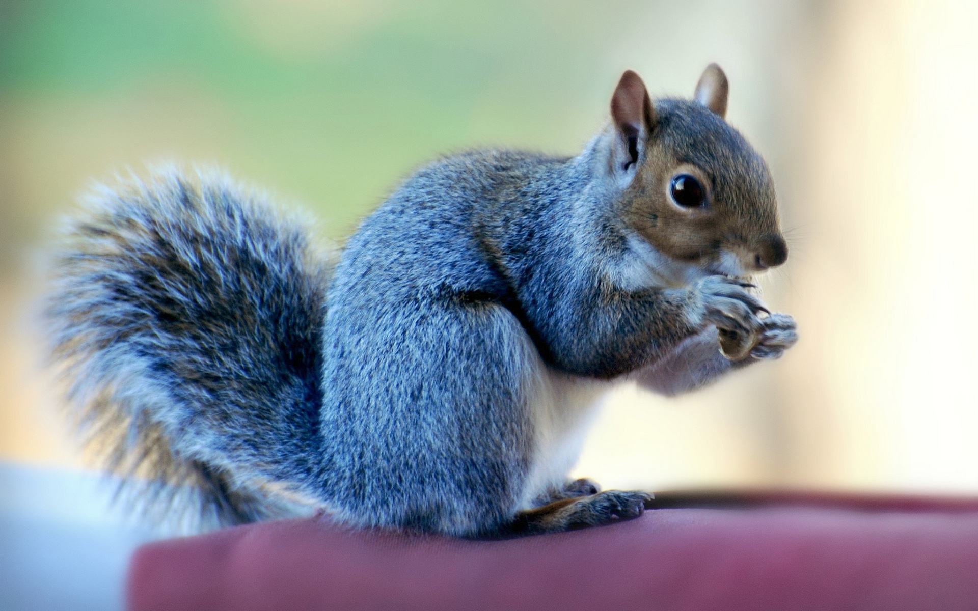 617055 télécharger l'image ecureuil, animaux, chat - fonds d'écran et économiseurs d'écran gratuits