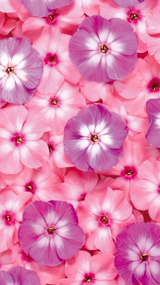 Download mobile wallpaper Nature, Flowers, Flower, Earth, Phlox, Purple Flower, Pink Flower for free.
