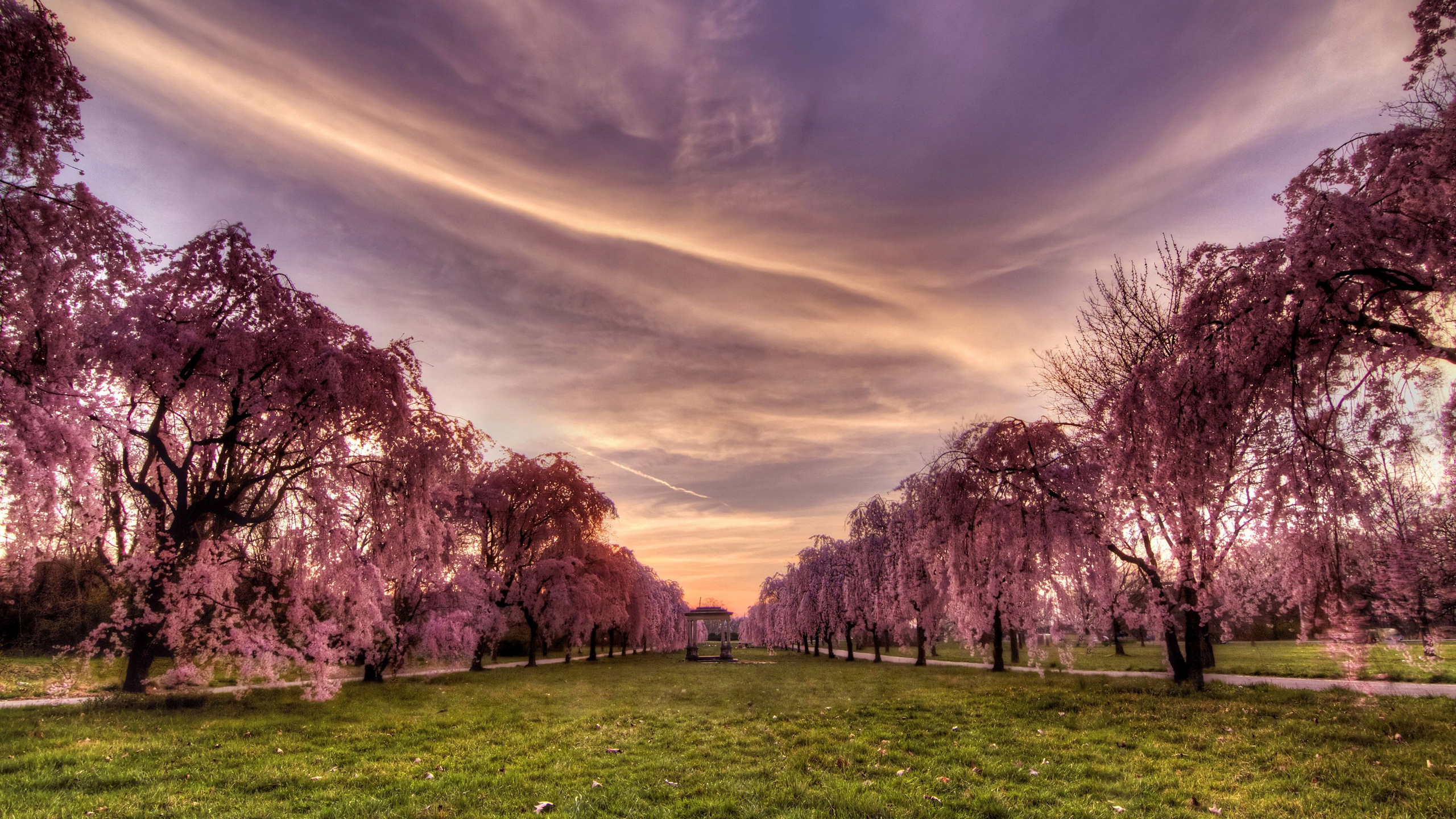 Téléchargez gratuitement l'image Sakura, Parc, Arbre, Terre, Photographie, Fleur De Cerisier, Bordée D'arbres sur le bureau de votre PC