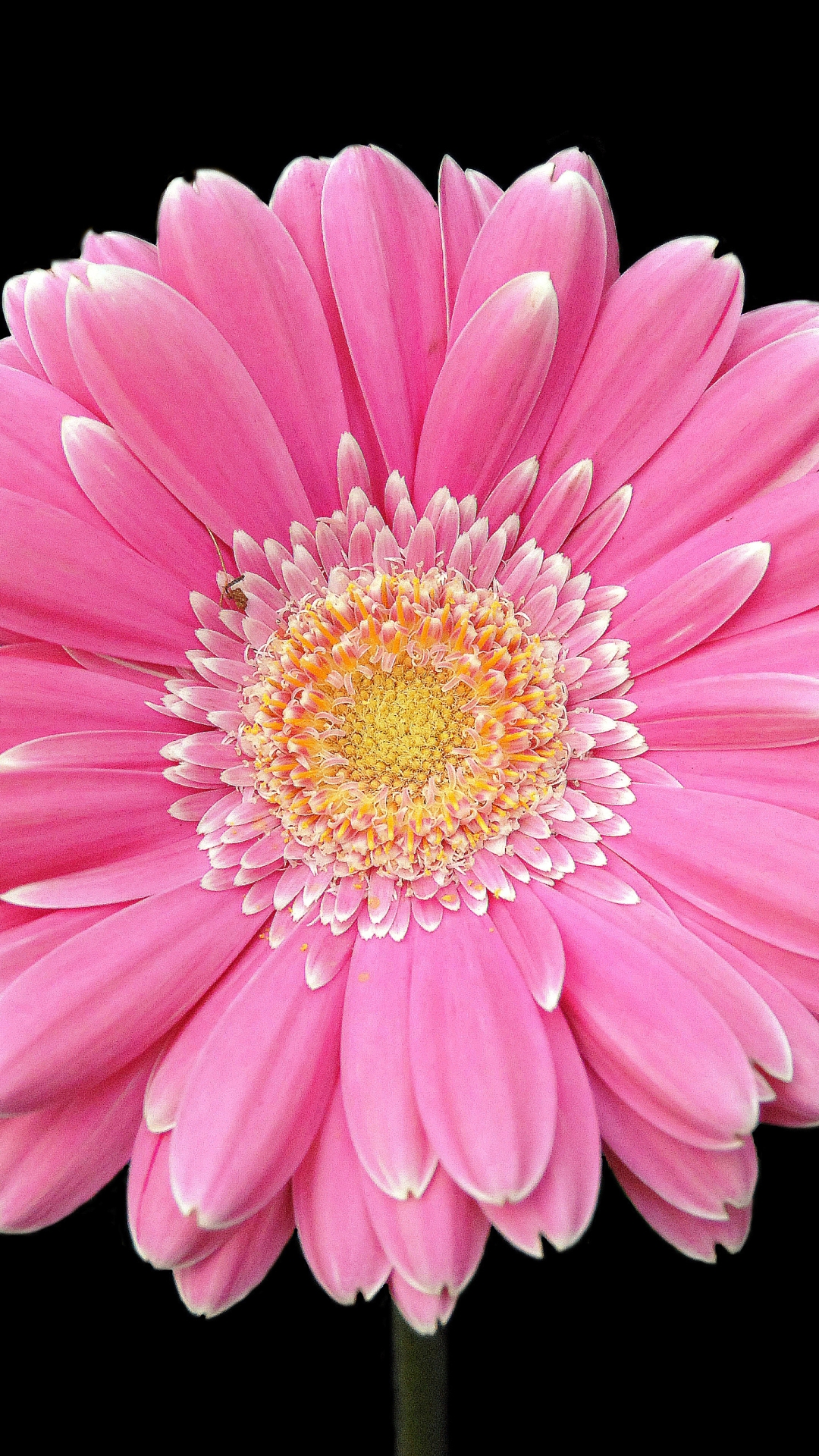Download mobile wallpaper Flowers, Flower, Earth, Gerbera, Pink Flower for free.