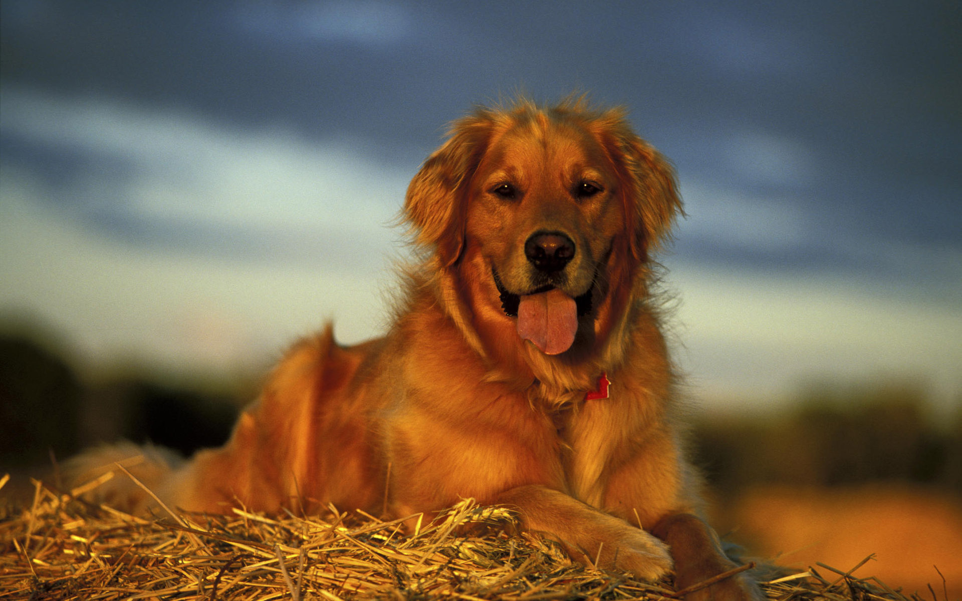 Baixar papel de parede para celular de Animais, Cães, Cão gratuito.