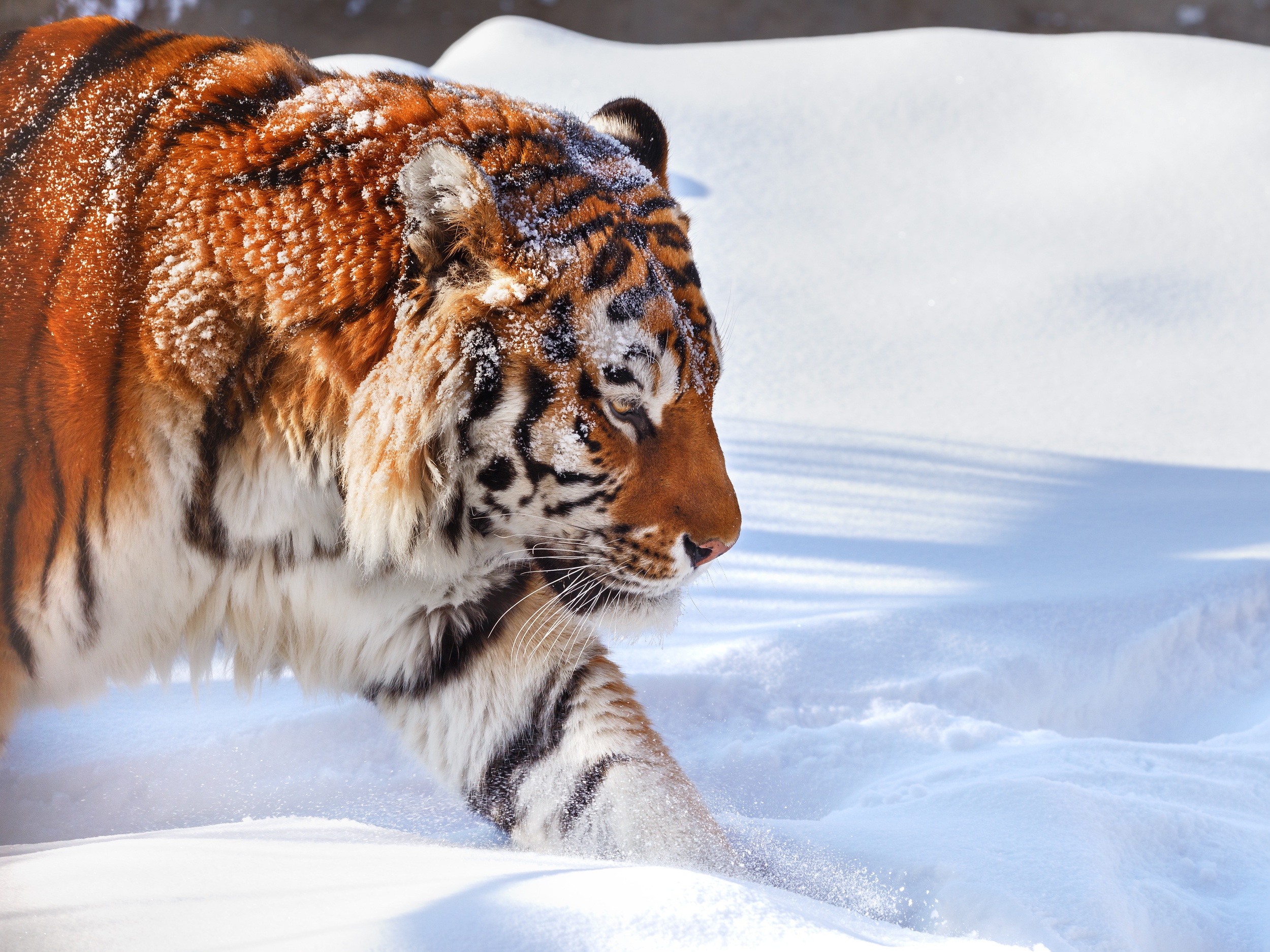 Скачати мобільні шпалери Зима, Сніг, Тигр, Тварина, Коти безкоштовно.