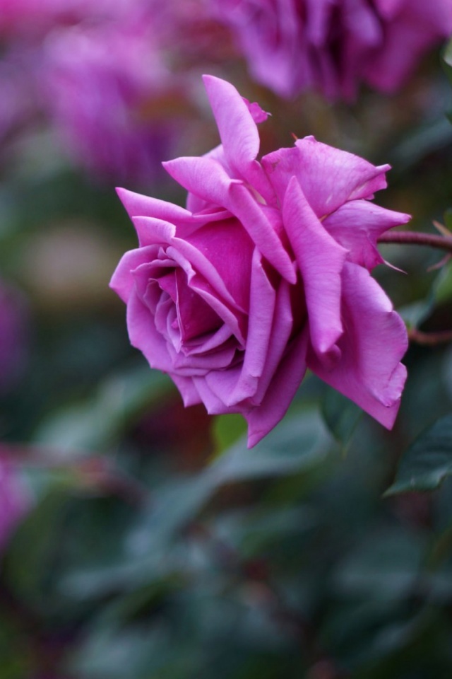 Téléchargez des papiers peints mobile Fleurs, Rose, Fleur, Terre, La Nature, Terre/nature, Fleur Rose gratuitement.