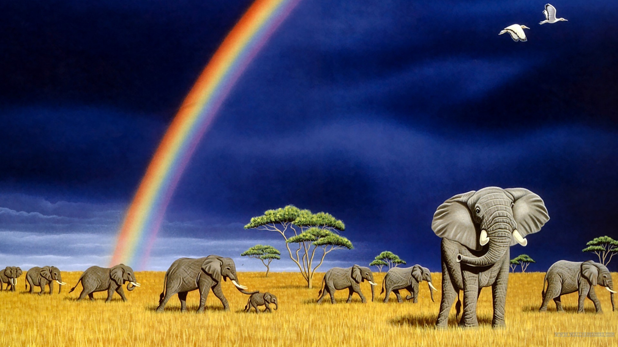 324785 baixar imagens animais, elefante da savana, elefantes - papéis de parede e protetores de tela gratuitamente