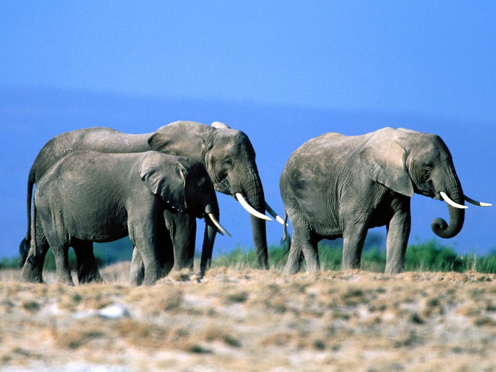 Скачать обои бесплатно Животные, Слоны, Африканский Слон картинка на рабочий стол ПК