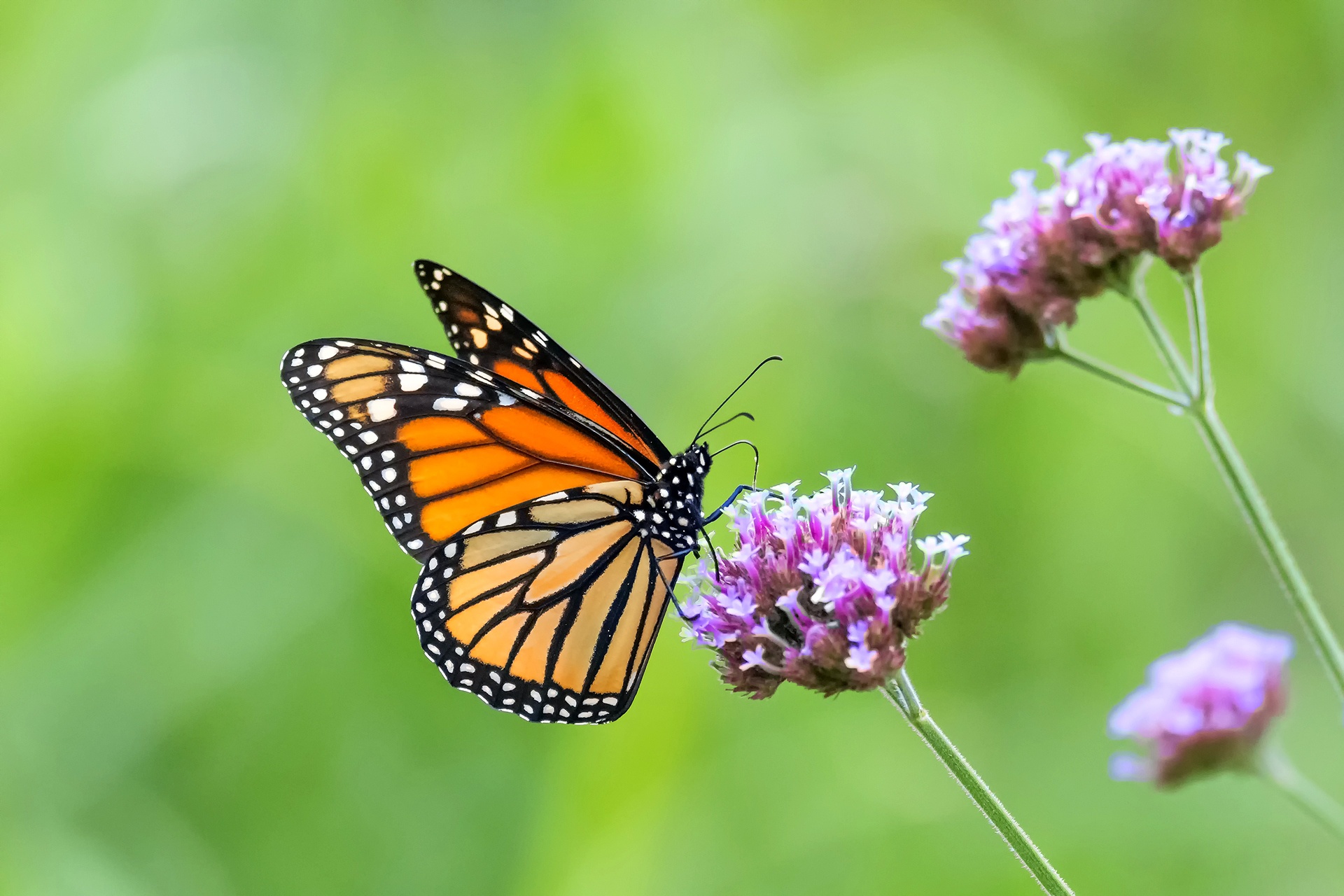 無料モバイル壁紙動物, 蝶, 花, 大きい, 虫, 紫色の花をダウンロードします。