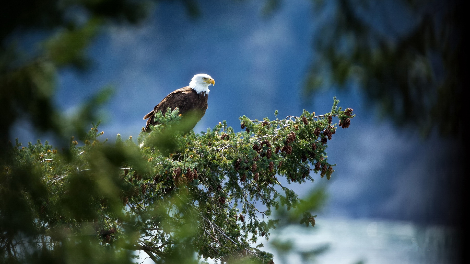 Free download wallpaper Birds, Animal, Bald Eagle on your PC desktop