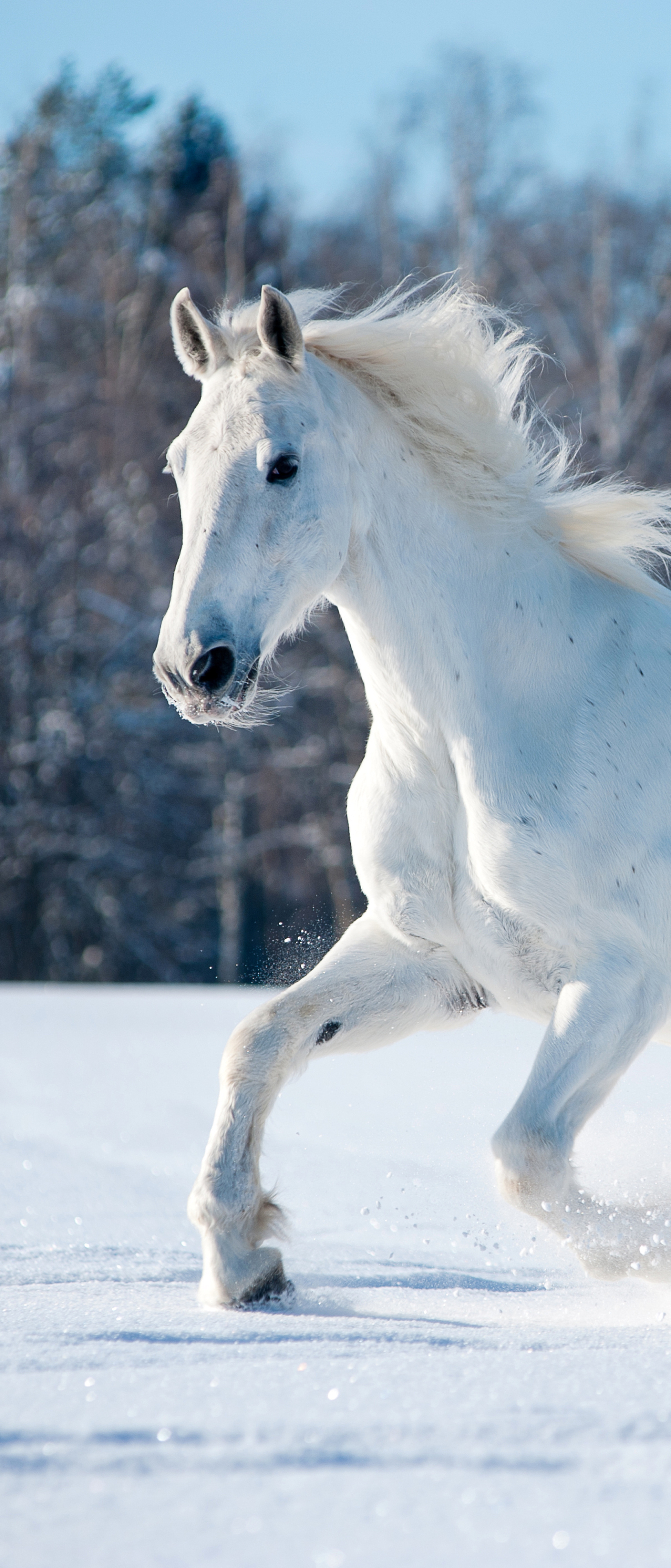 Handy-Wallpaper Tiere, Hauspferd kostenlos herunterladen.