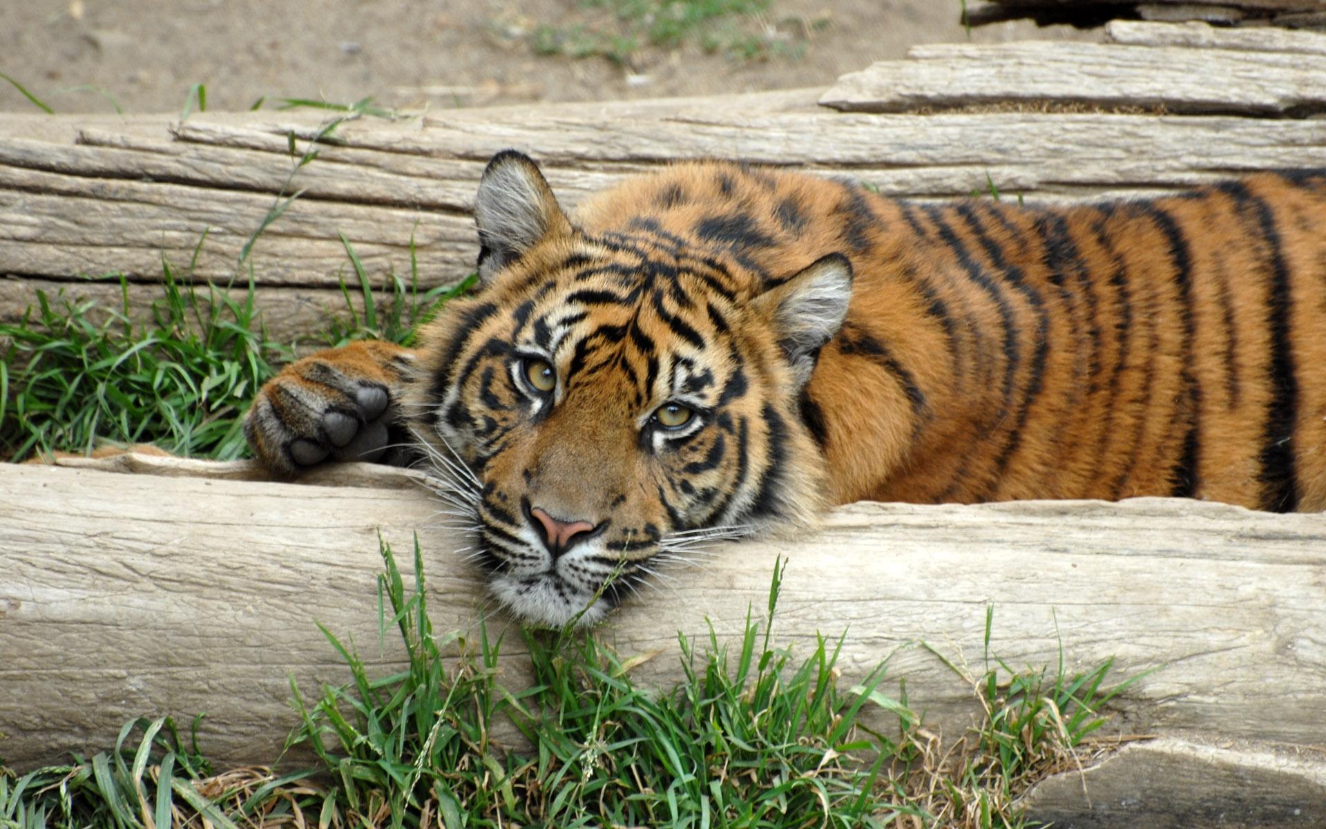 Download mobile wallpaper Cats, Tiger, Animal for free.