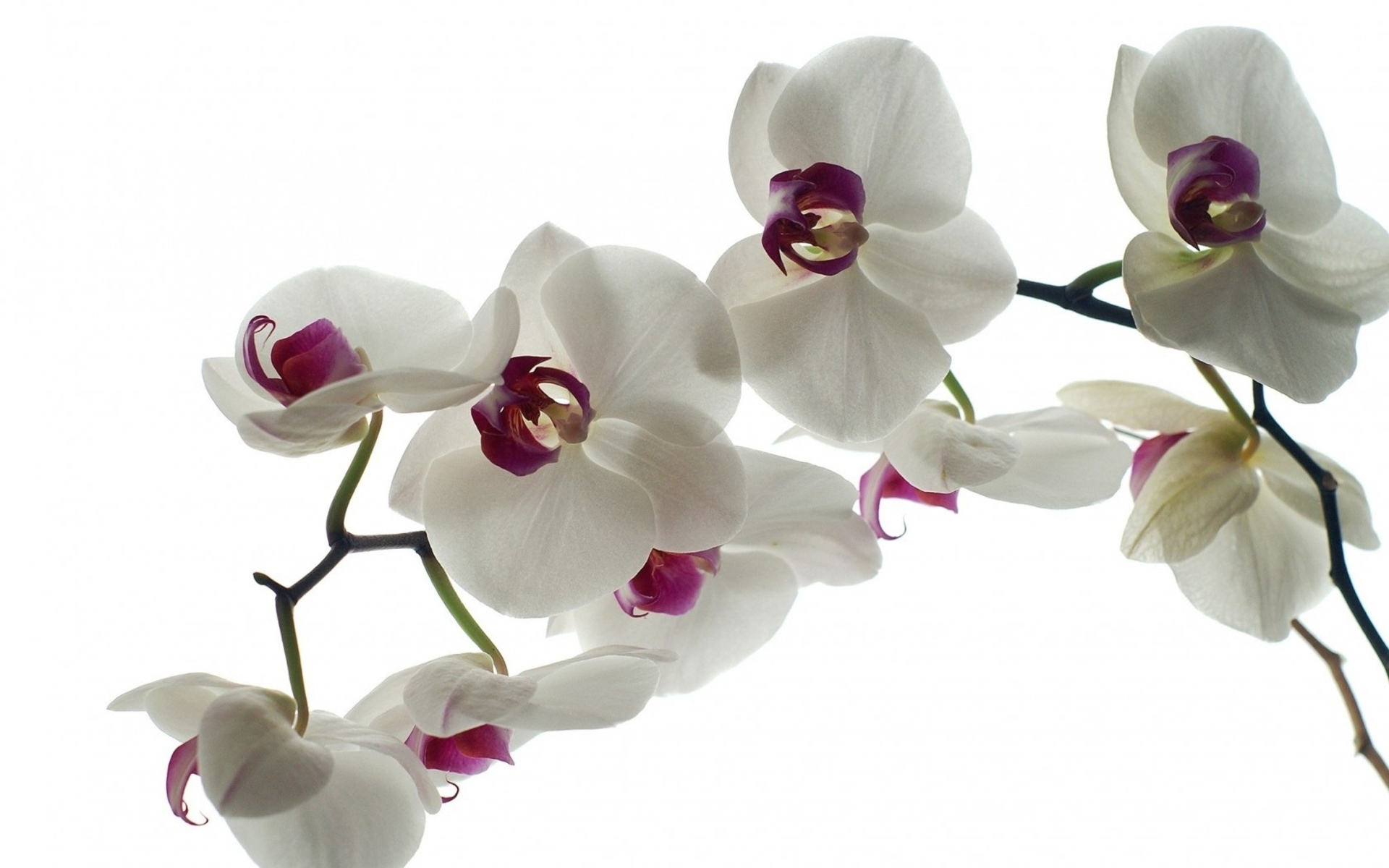 Скачать картинку Орхидея, Белый Цветок, Флауэрсы, Цветок, Земля/природа в телефон бесплатно.