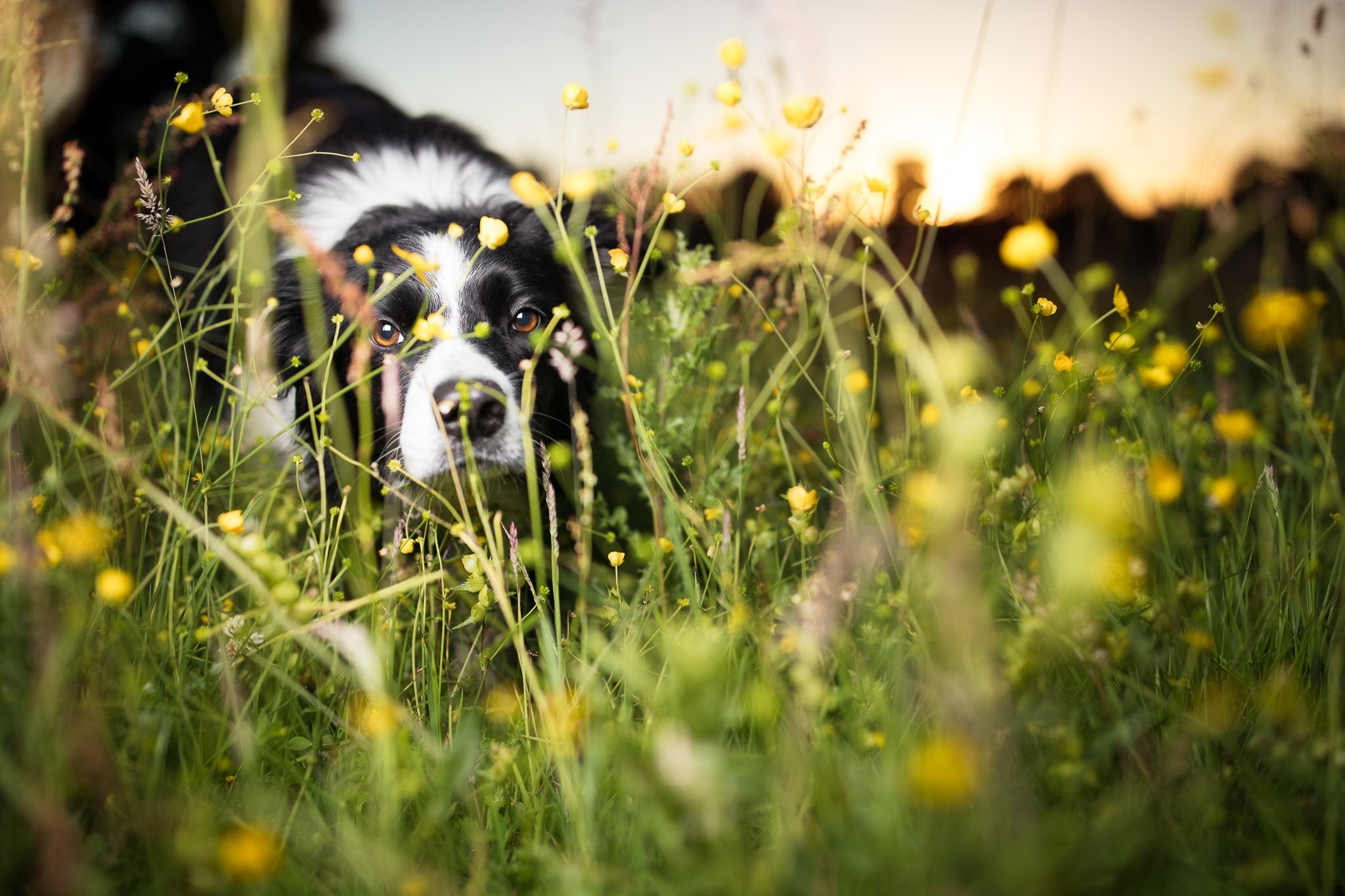 Descarga gratuita de fondo de pantalla para móvil de Perros, Perro, Animales.