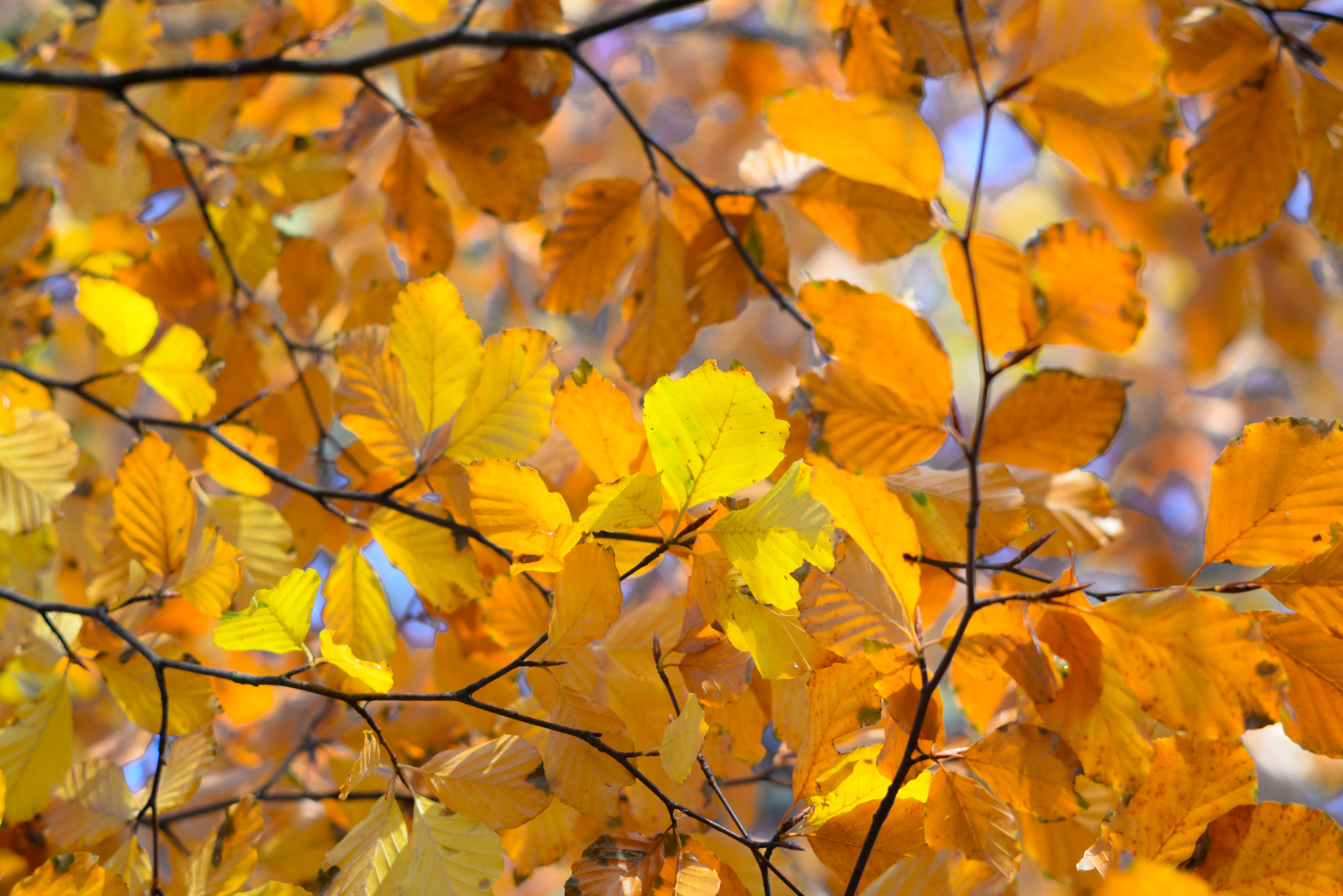 Free download wallpaper Nature, Autumn, Close Up, Branches, Leaves on your PC desktop