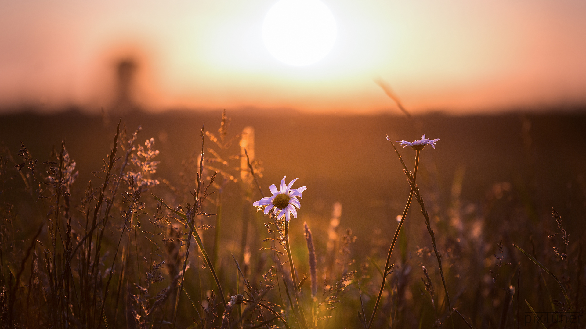 Download mobile wallpaper Nature, Flowers, Flower, Blur, Earth, Sunny, White Flower for free.