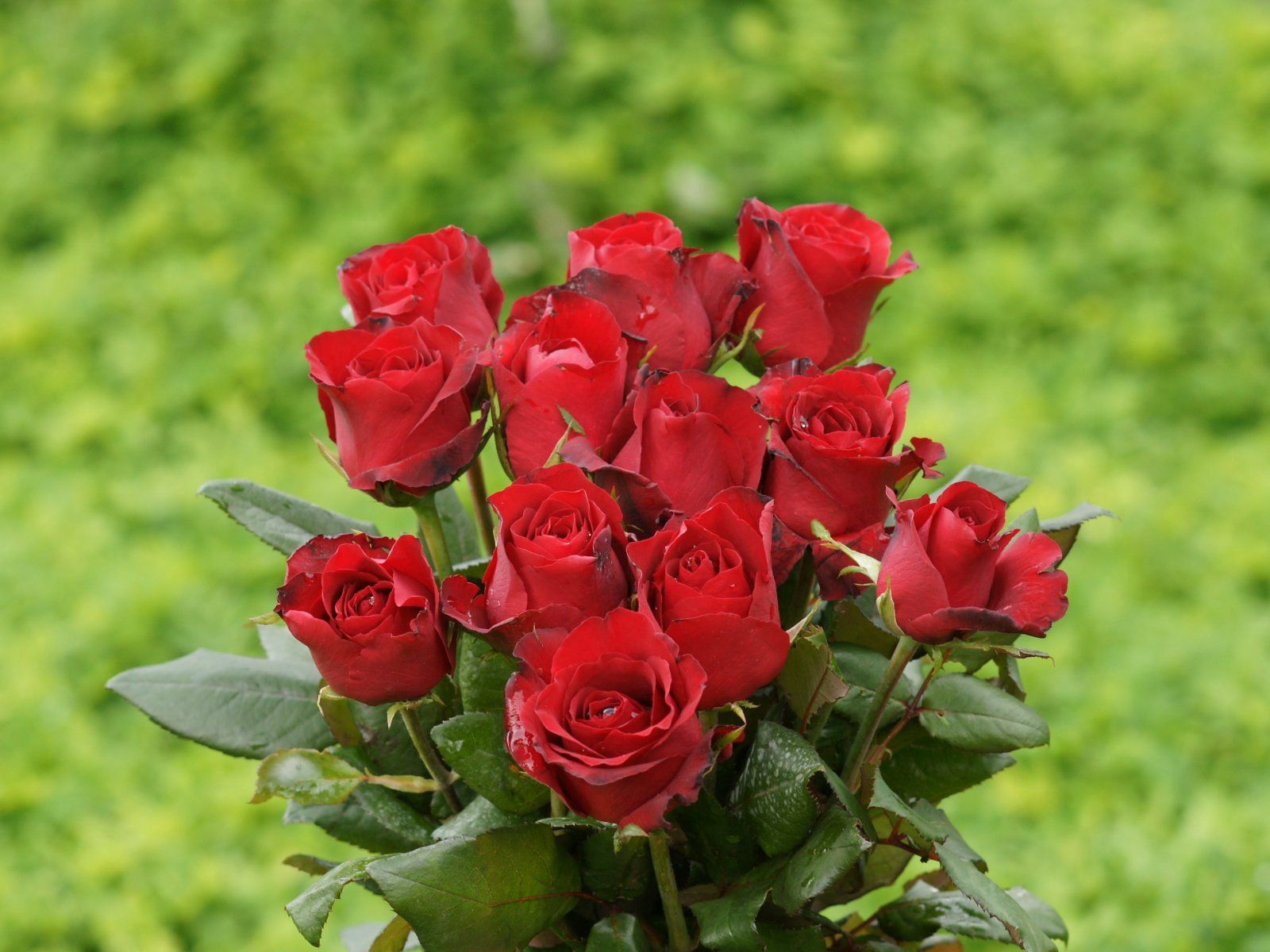 Descarga gratis la imagen Flores, Verduras, Ramo, Roses, Hojas en el escritorio de tu PC