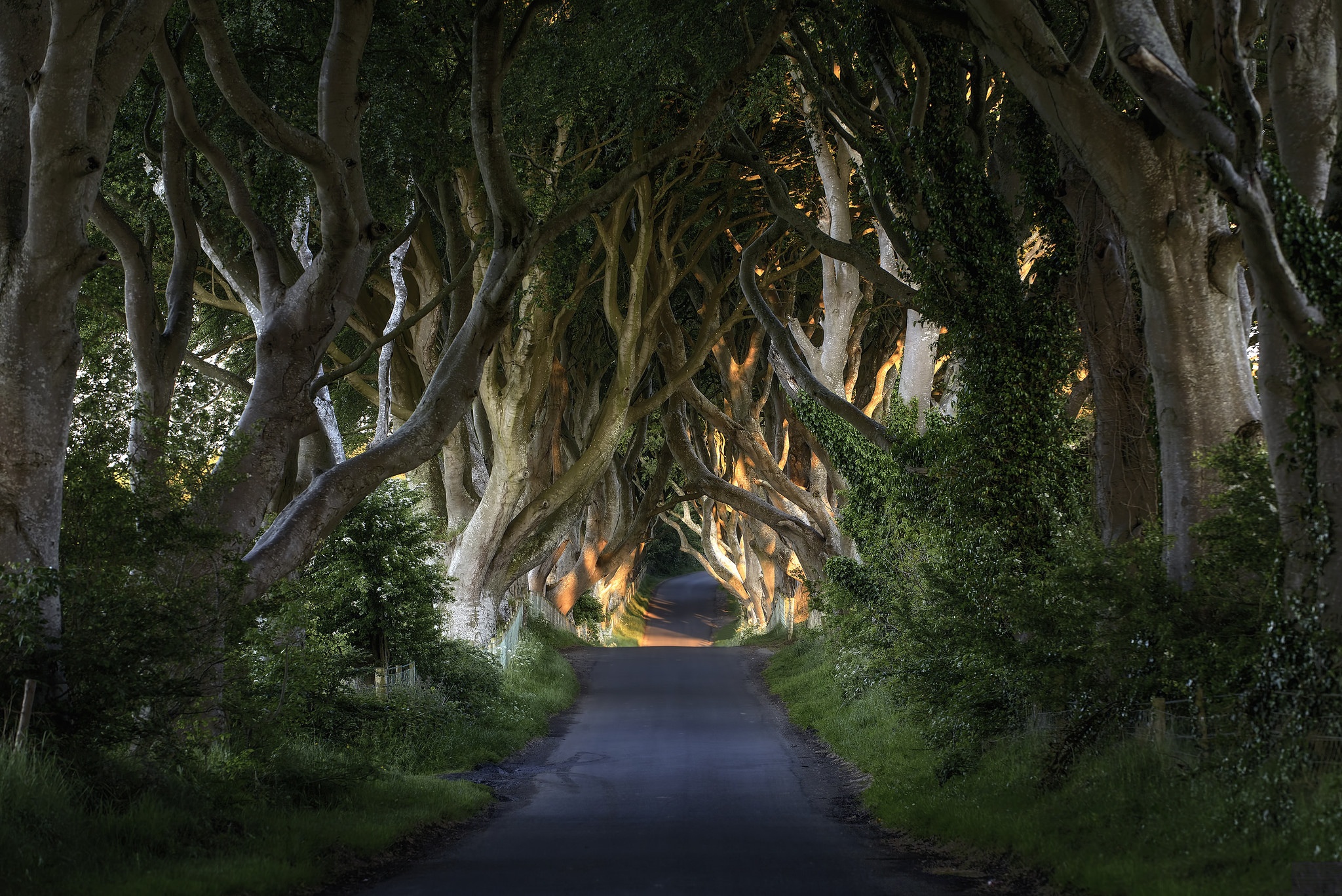 Descarga gratuita de fondo de pantalla para móvil de Naturaleza, Árbol, Carretera, Hecho Por El Hombre.