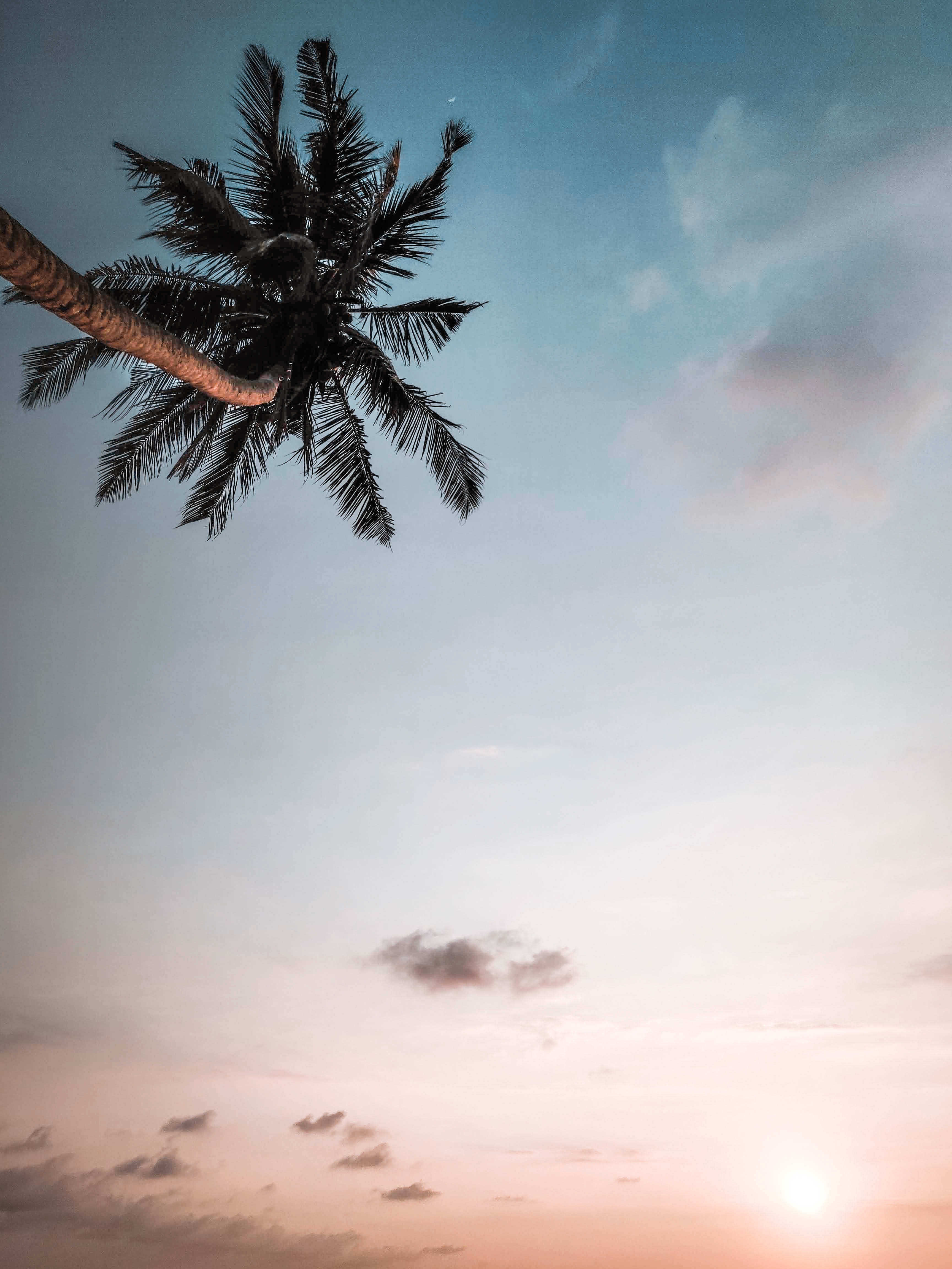 Download mobile wallpaper Branches, Palm, Dusk, Twilight, Sky, Nature for free.