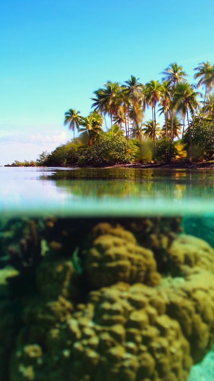 Descarga gratuita de fondo de pantalla para móvil de Mar, Tierra/naturaleza, Palmera, Tropico.