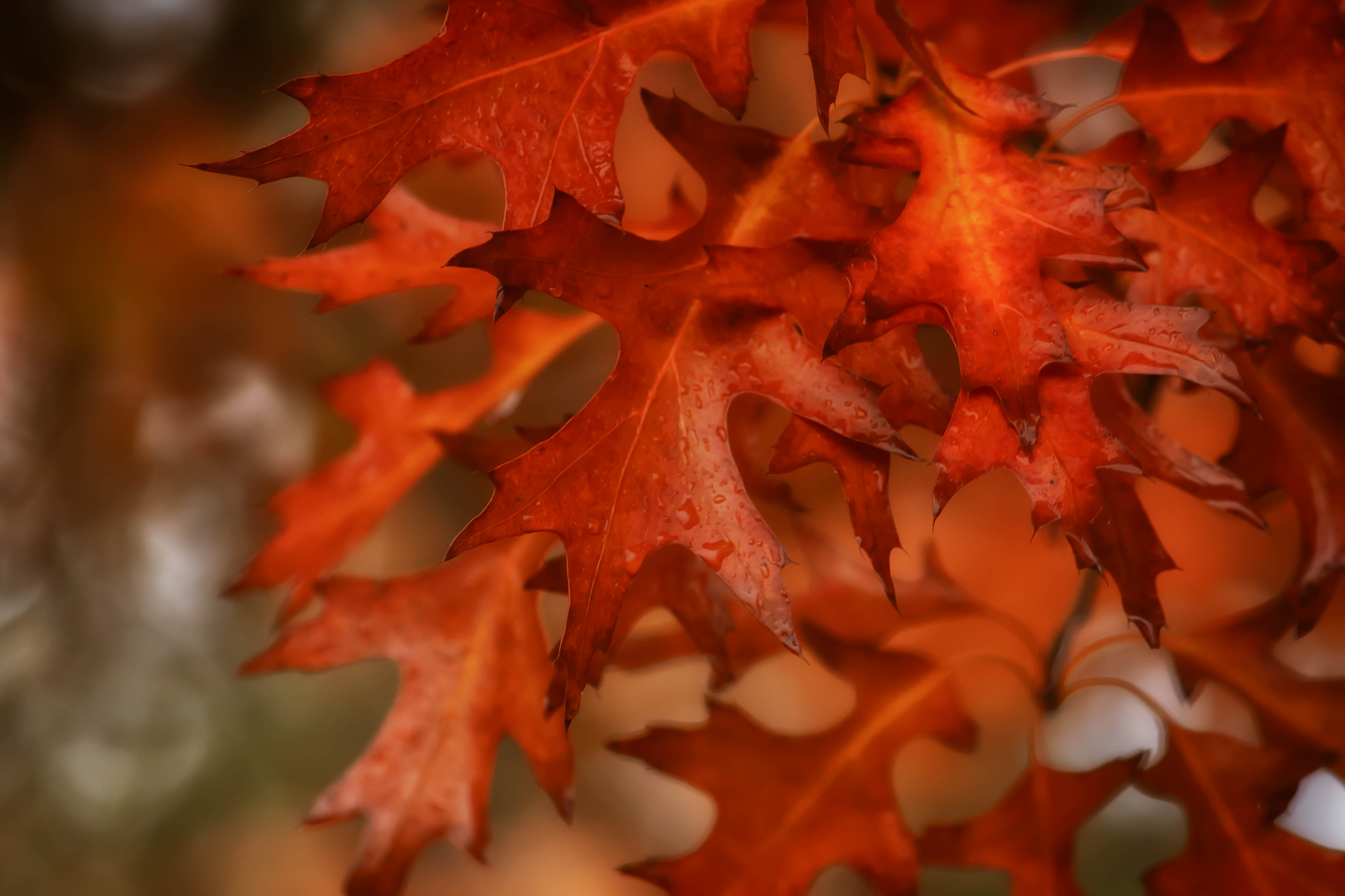 Скачать картинку Осень, Макро, Лист, Роса, Боке, Земля/природа в телефон бесплатно.