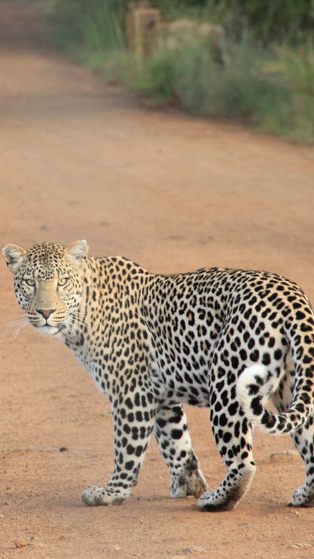 Descarga gratuita de fondo de pantalla para móvil de Animales, Gatos, Leopardo.