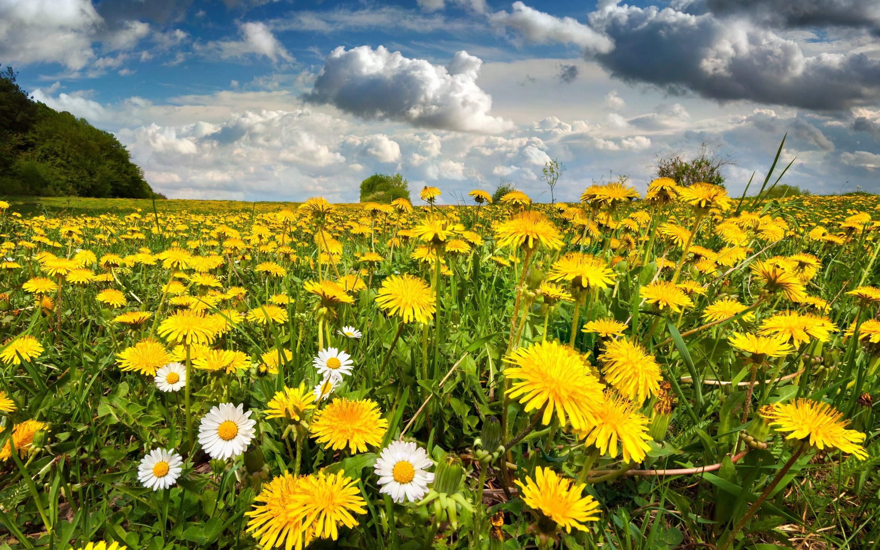 Laden Sie das Löwenzahn, Blume, Feld, Erde/natur-Bild kostenlos auf Ihren PC-Desktop herunter