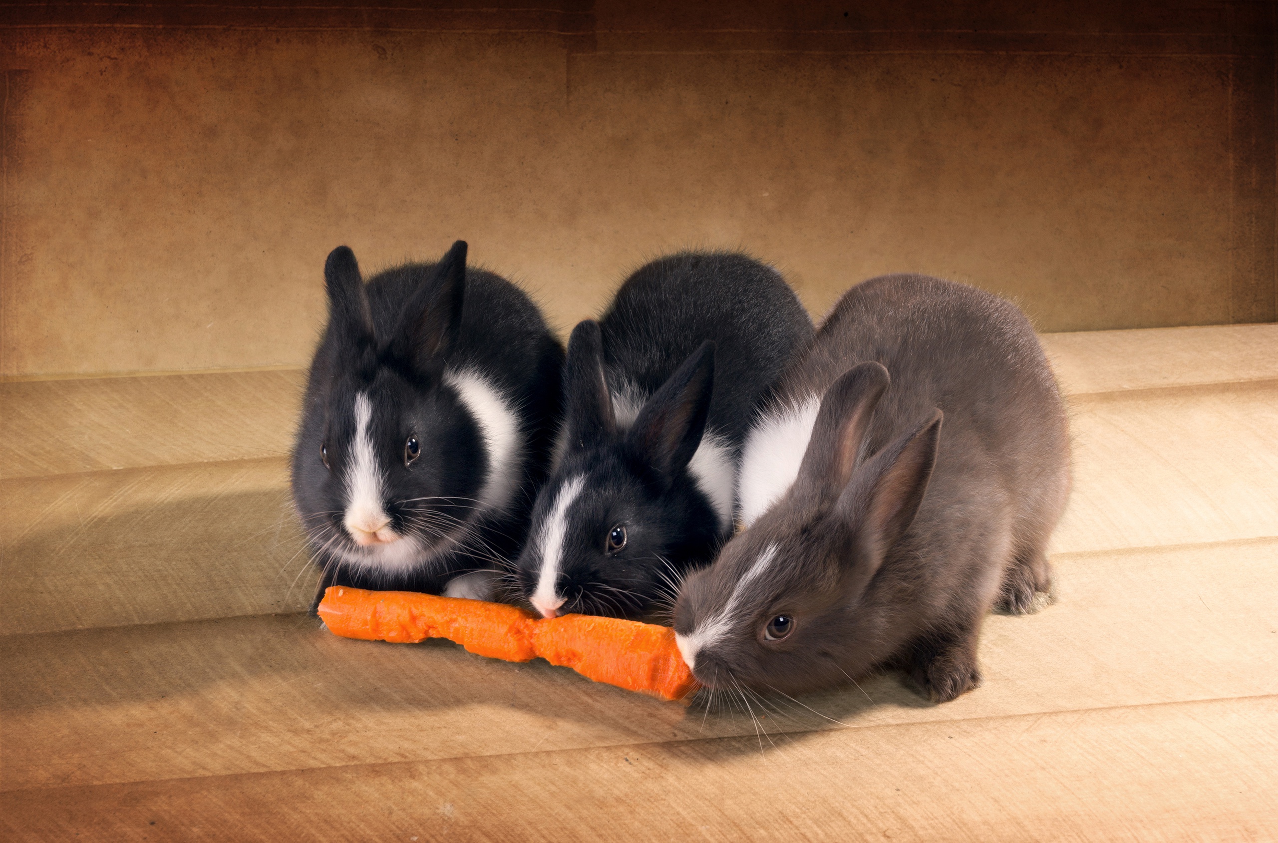 Скачать картинку Животные, Кролик, Морковь в телефон бесплатно.