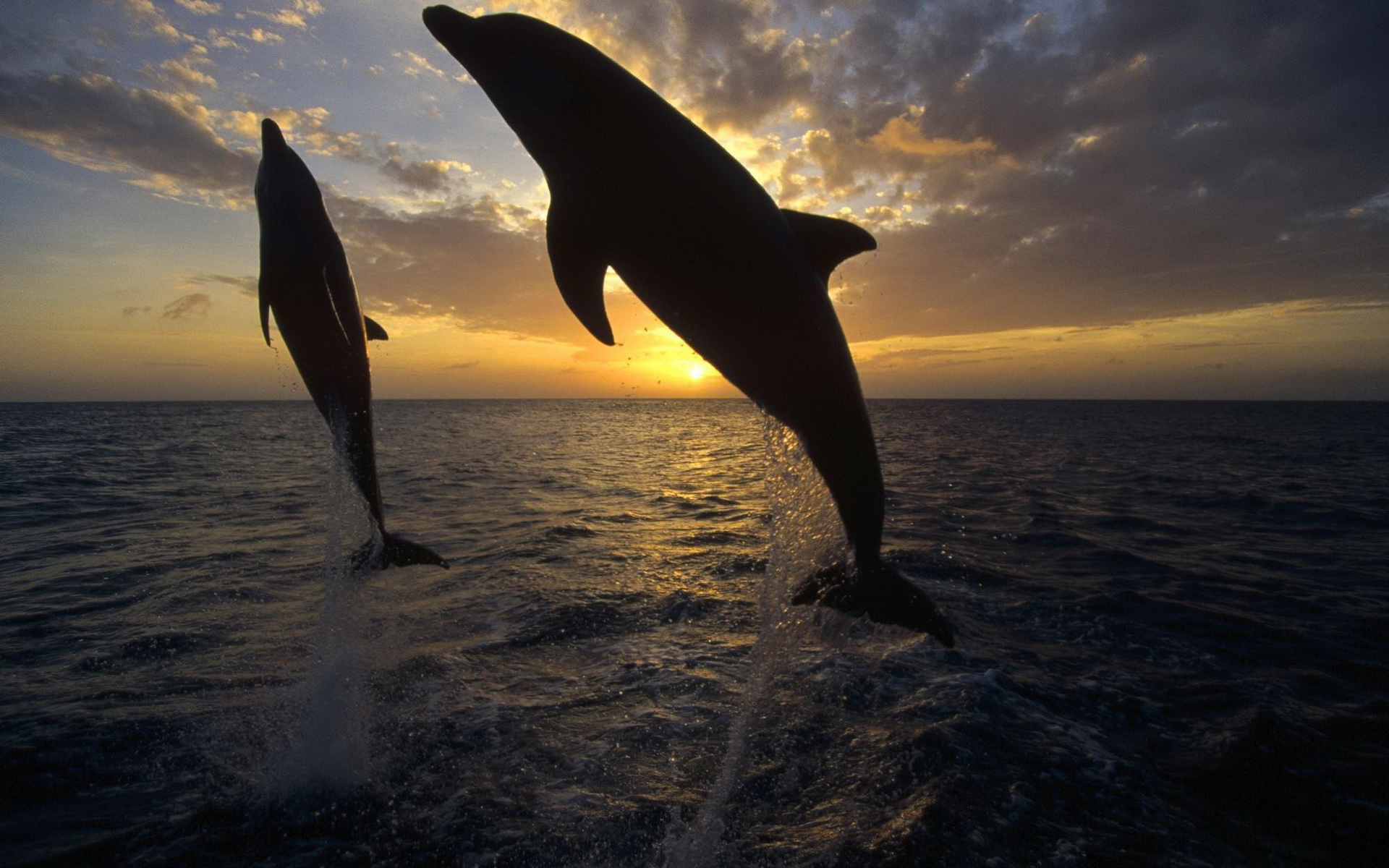 Скачать картинку Дельфин, Животные в телефон бесплатно.