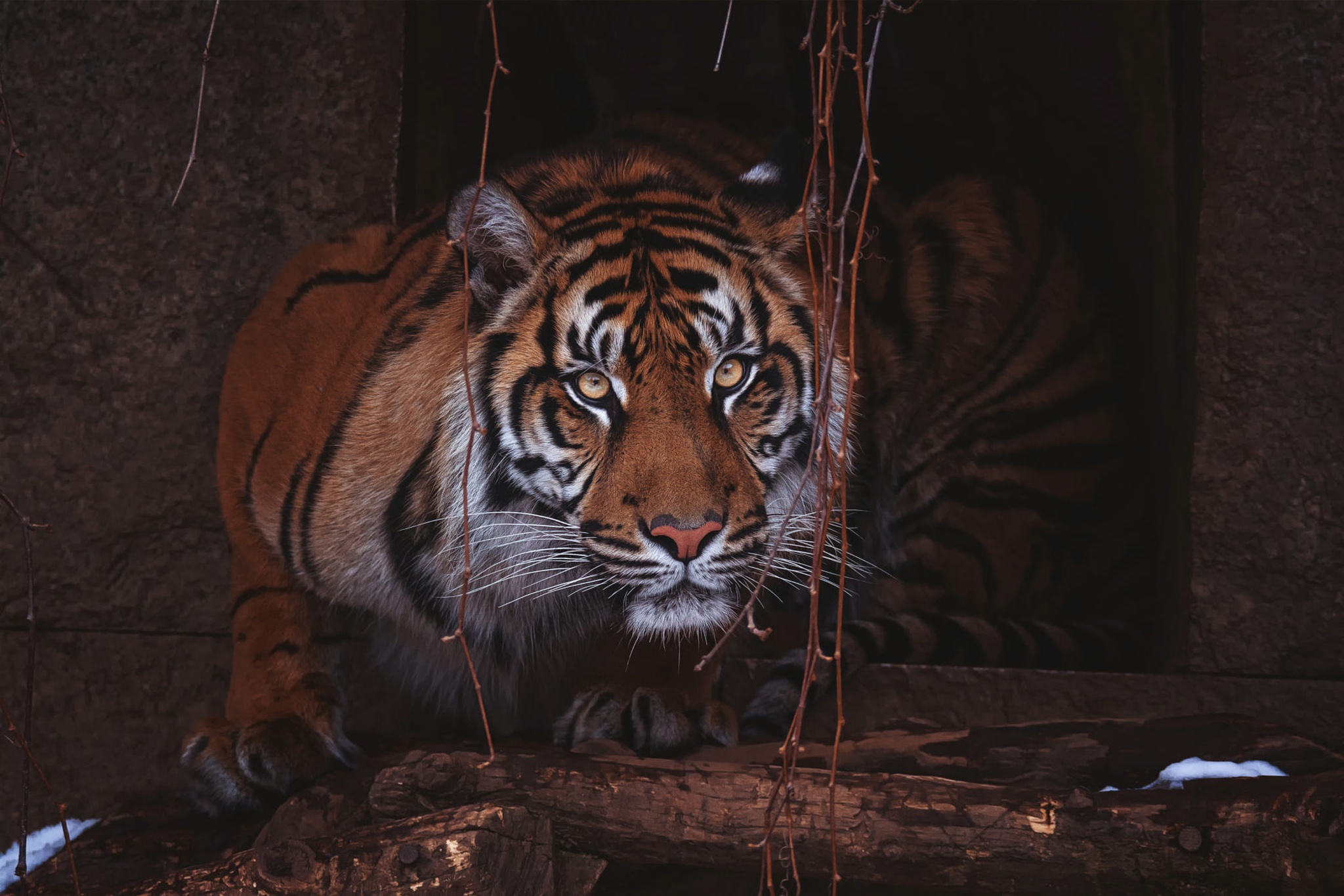 Téléchargez des papiers peints mobile Animaux, Chats, Tigre, Regard gratuitement.